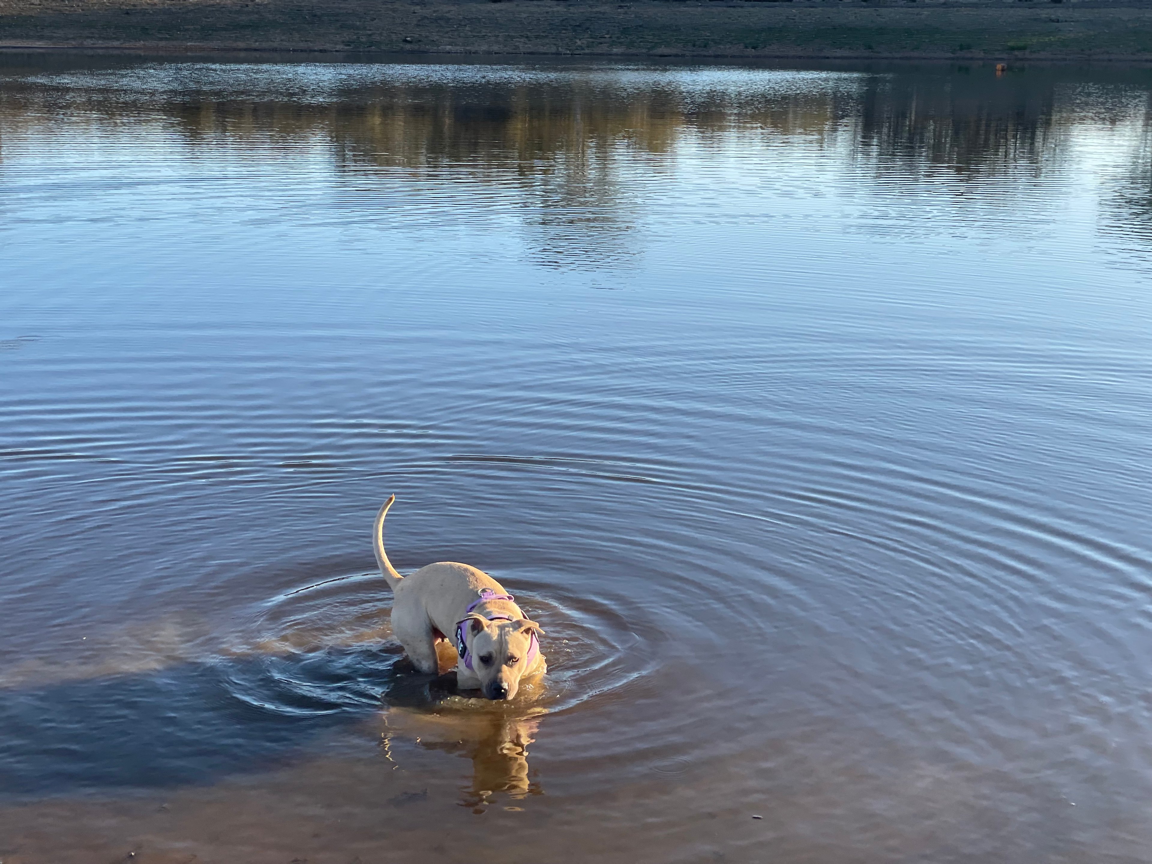 Carbean Camping & Farmstay