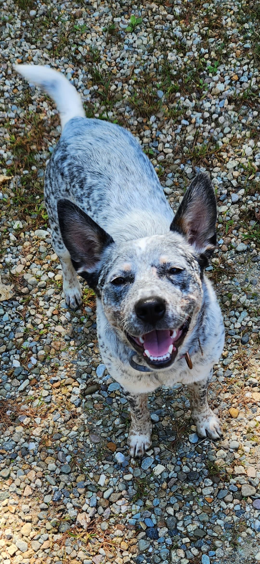Bonnie