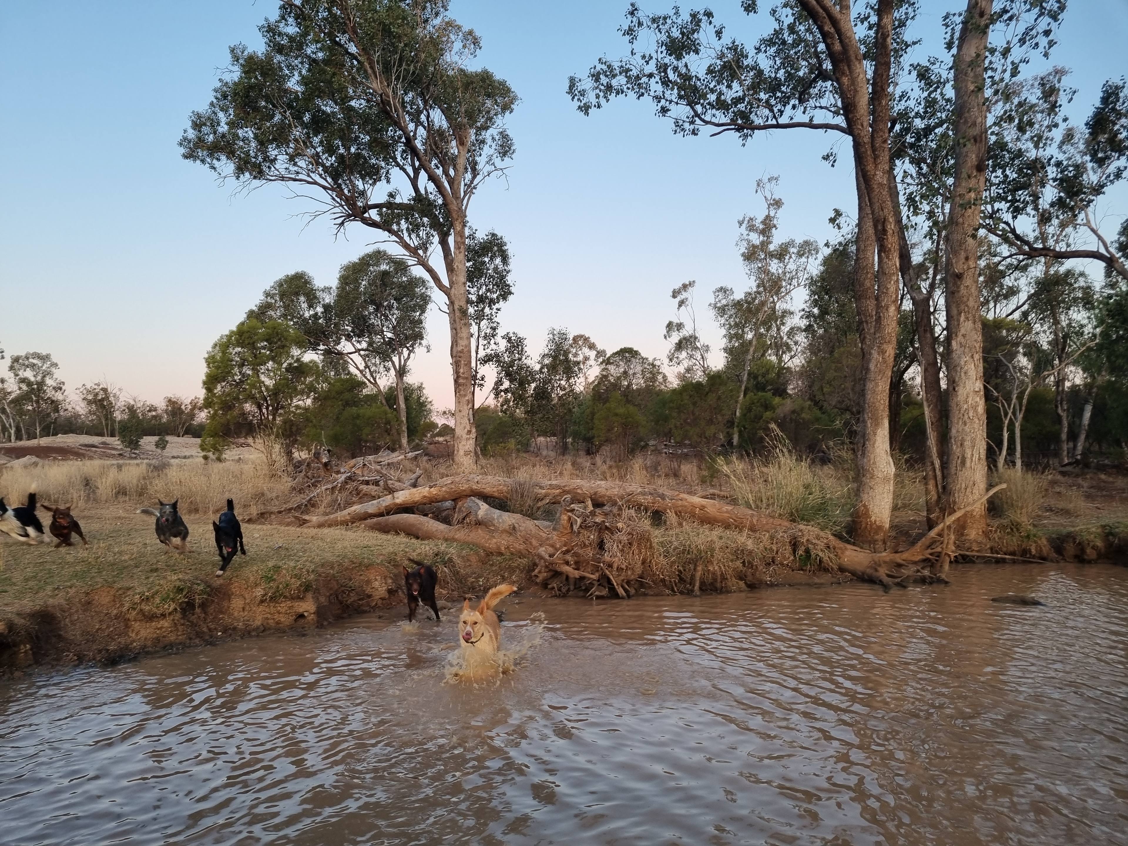 Dogs cooling off after a big run 