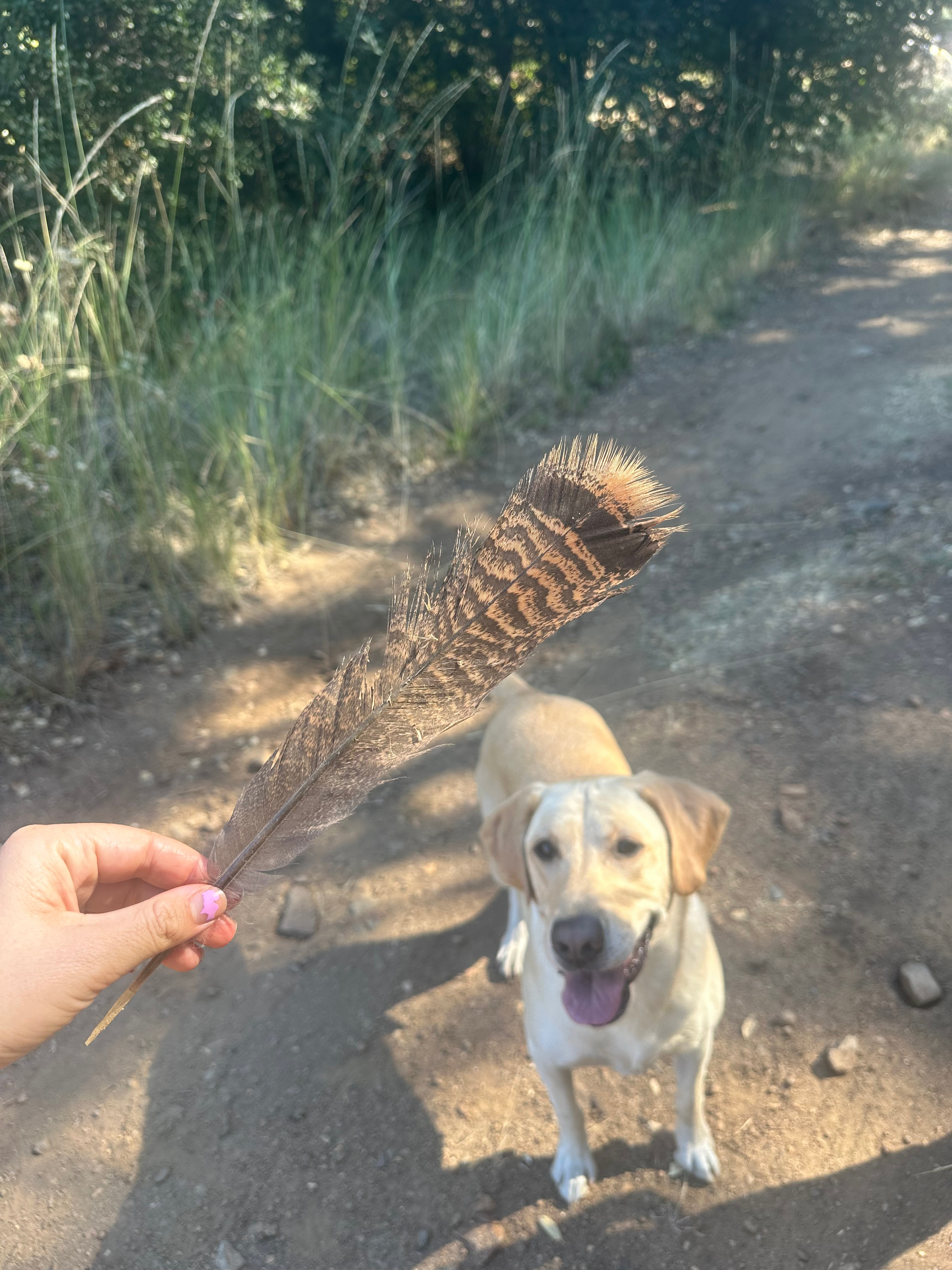 A taste of nature/wildlife.