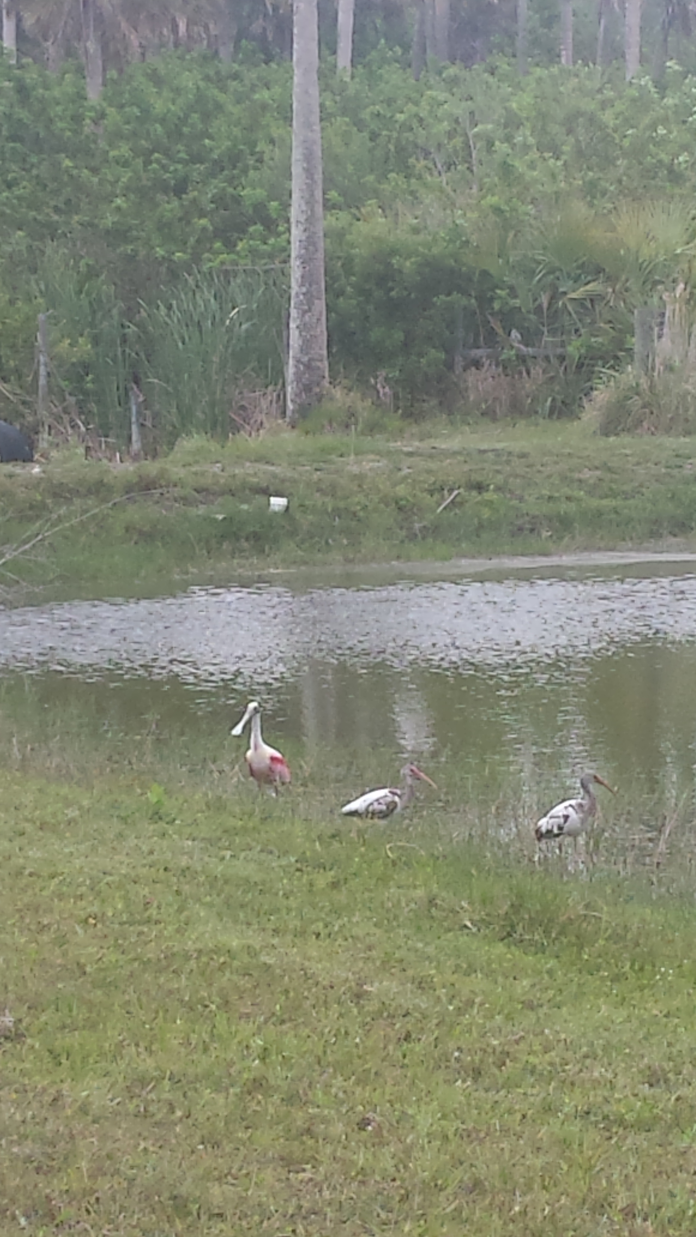 Enjoy the array of wild water birds.