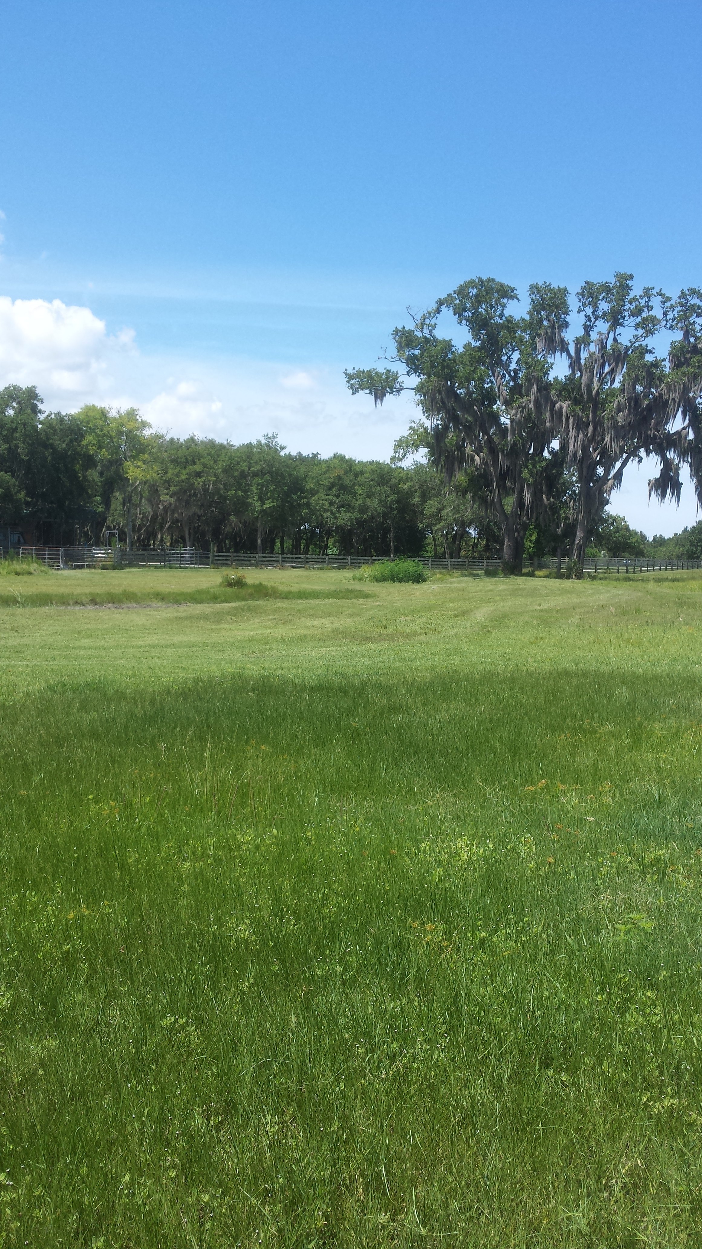 DragonFly Island 5/0