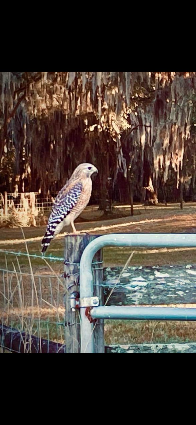 DragonFly Island 5/0 Terra Ceia