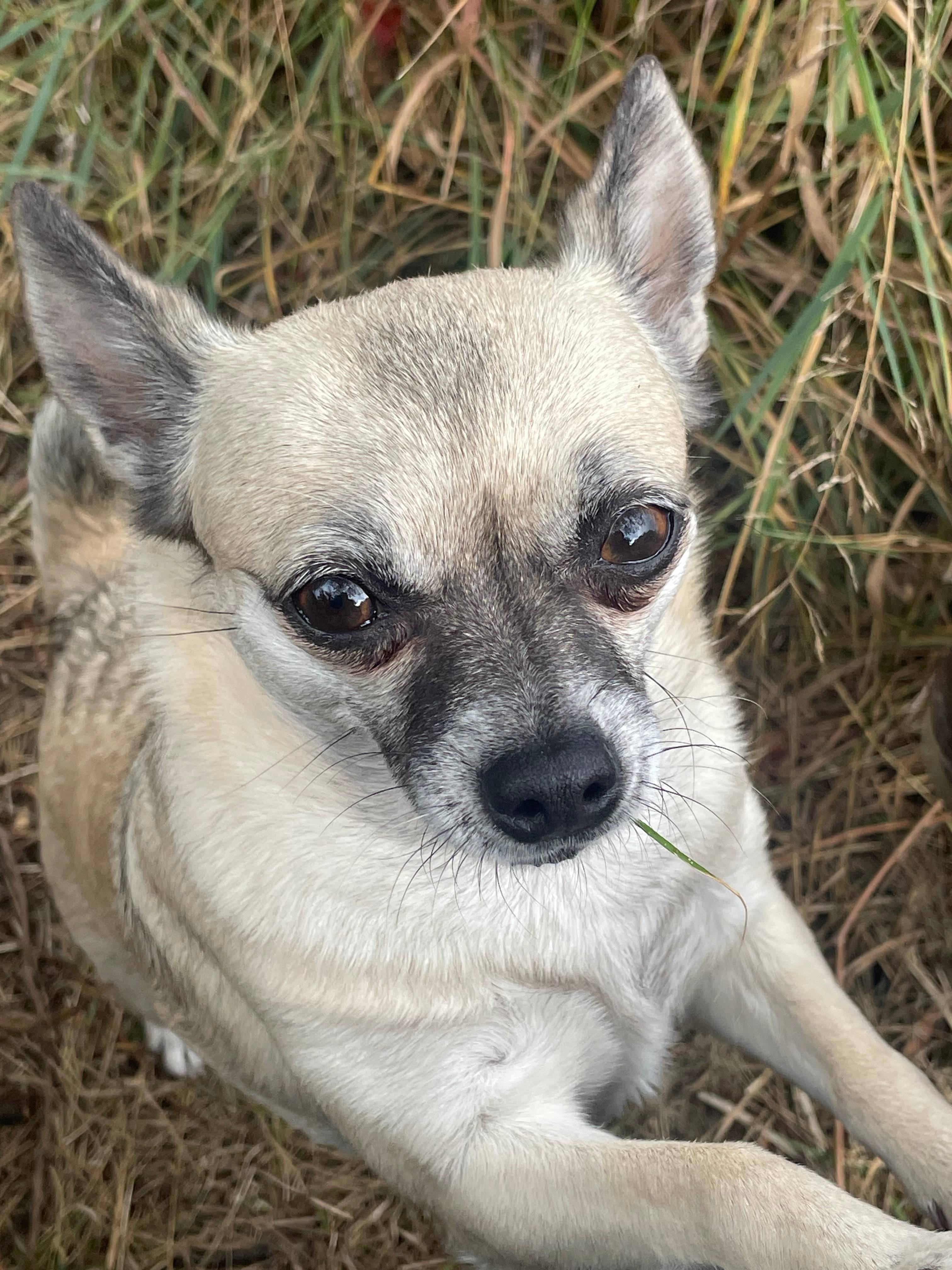 Camp Rednecks - Hunting and UTV’s