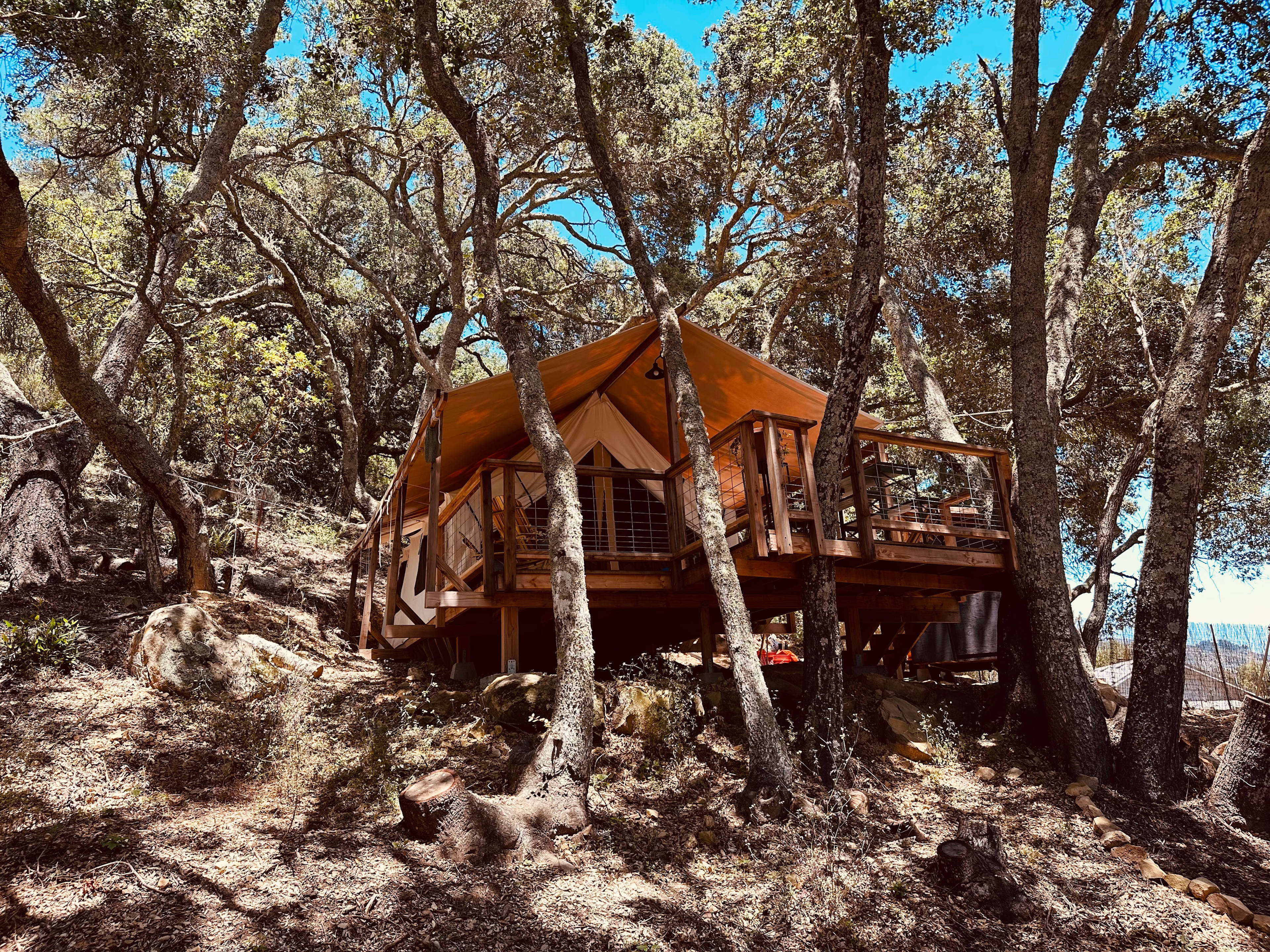 Canvas Under the Oaks