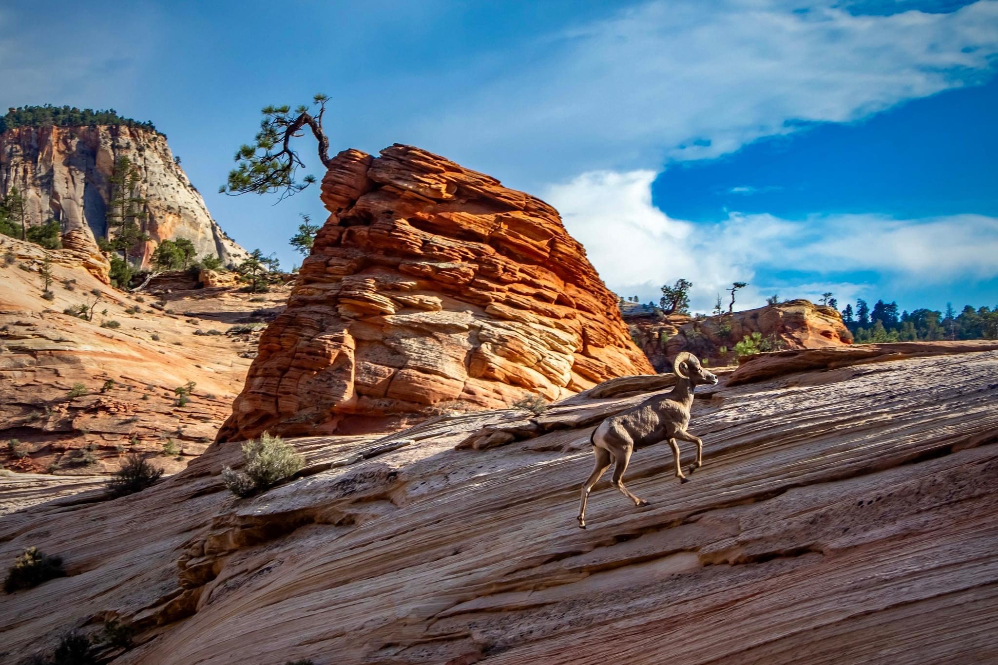 Camp Land Beyond Zion
