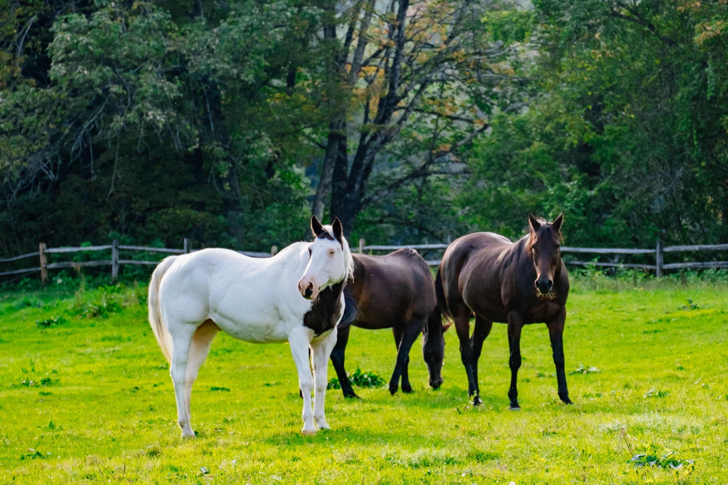 Horses near campsite