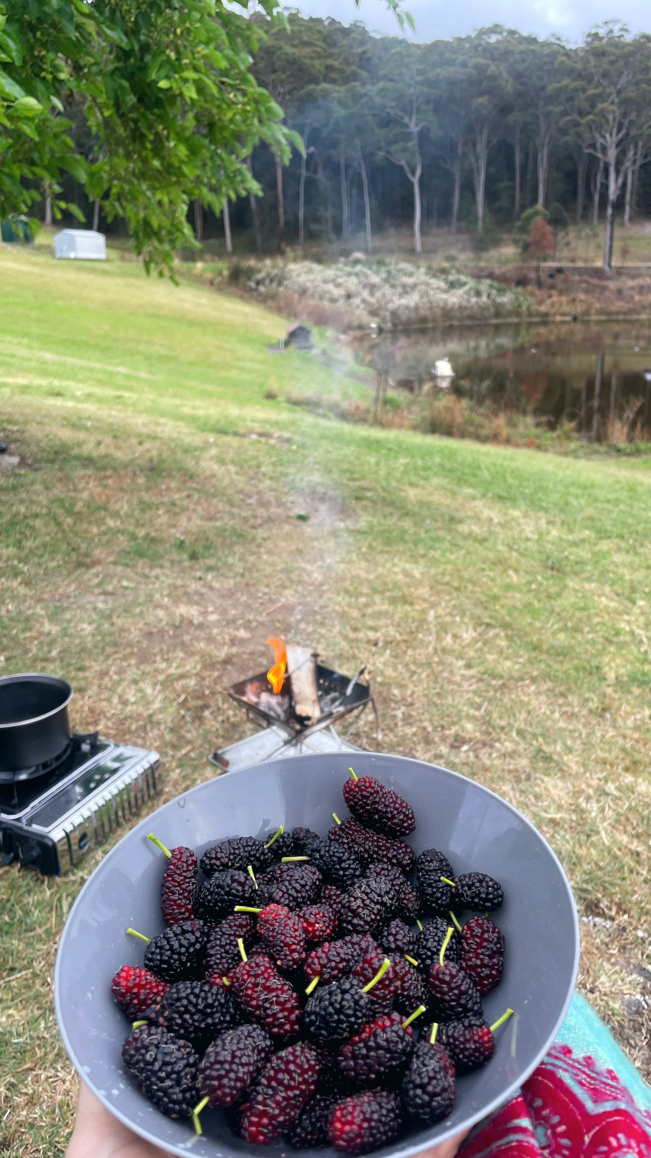 Mt Nellinda Campsite