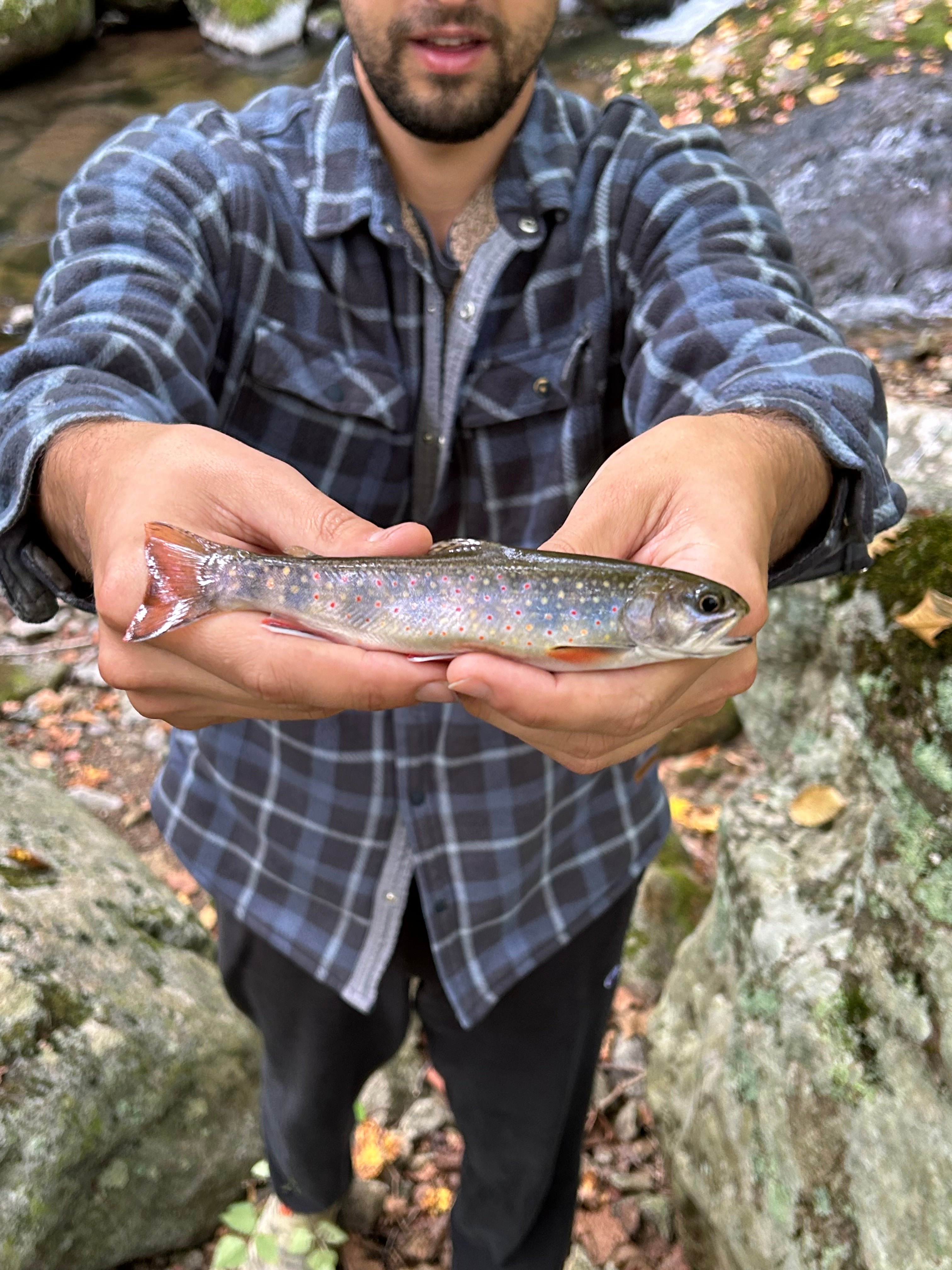 Meili Mtn - Tye River Escape