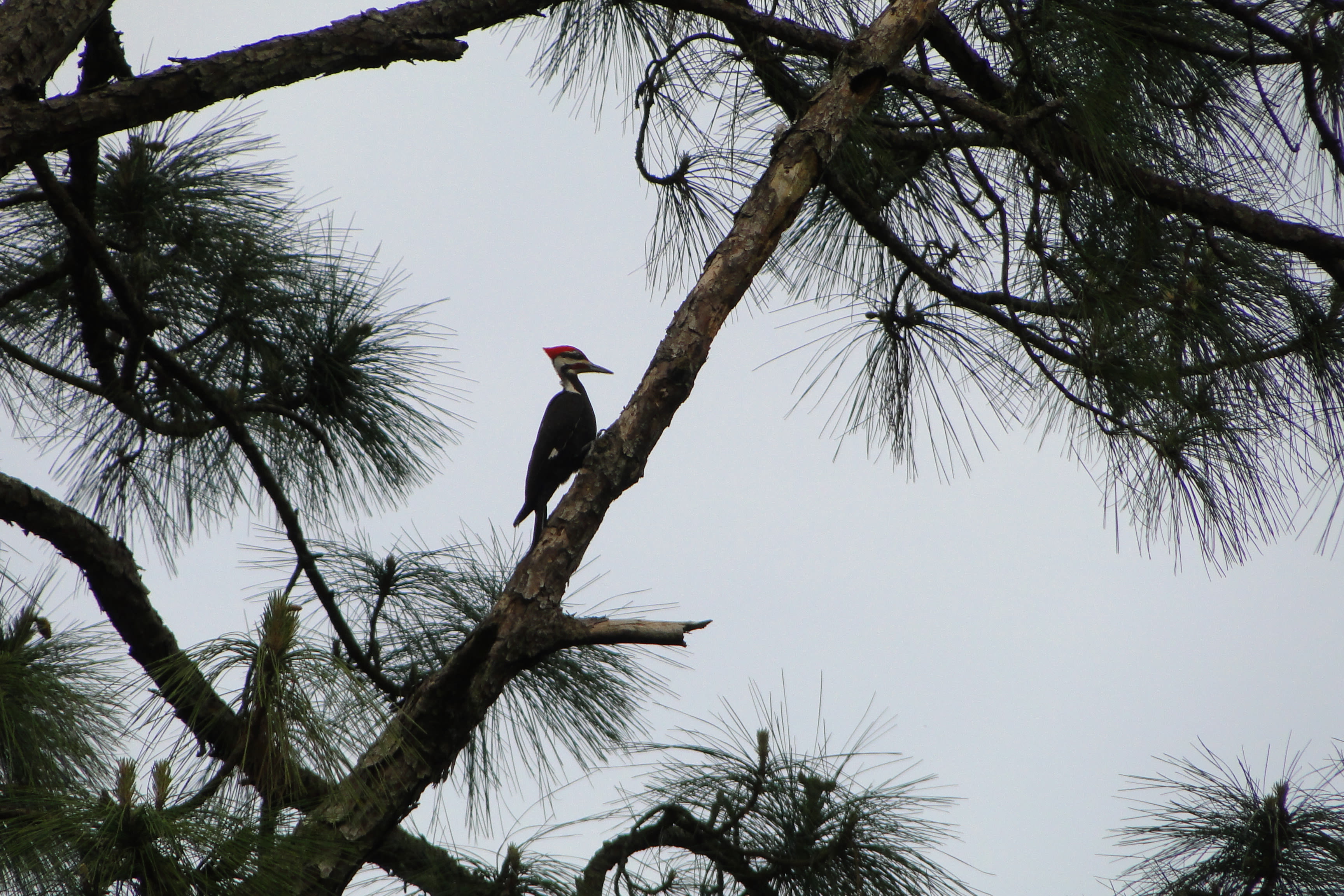 Variety of species of woodpeckers