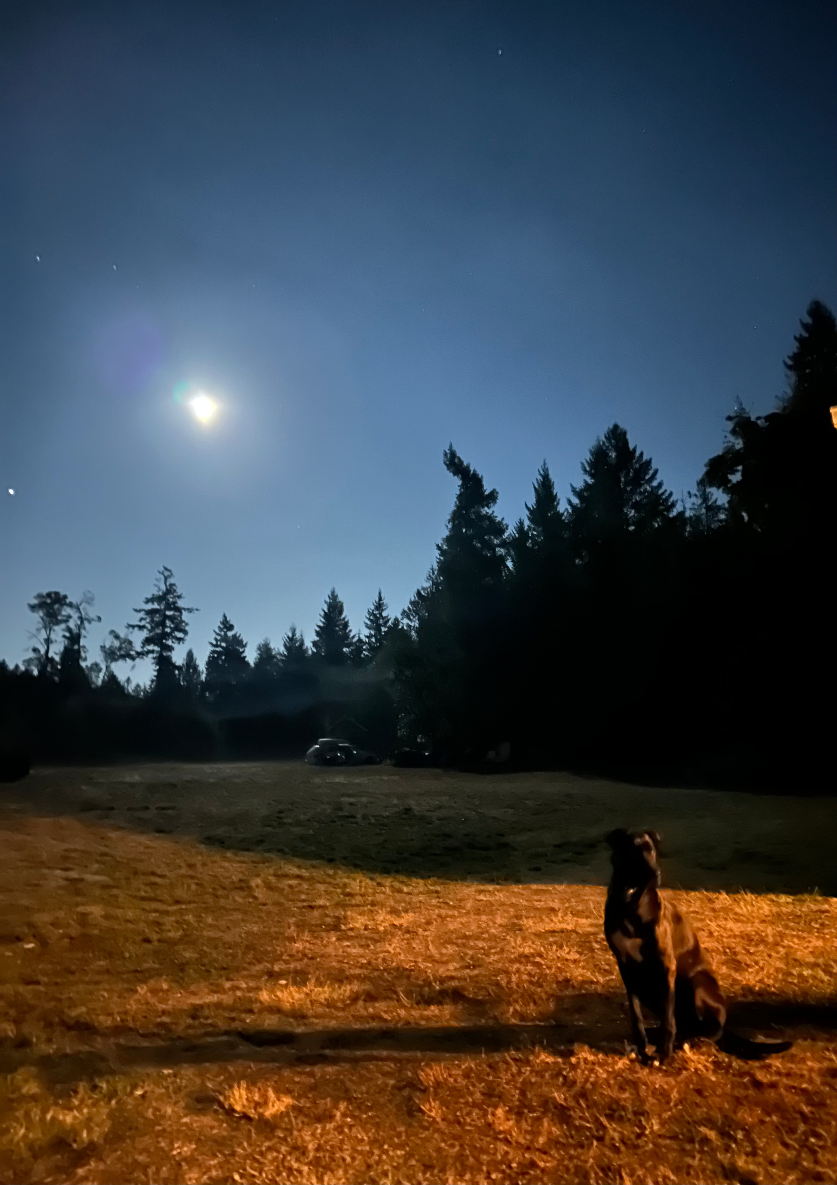 Dog and moon
