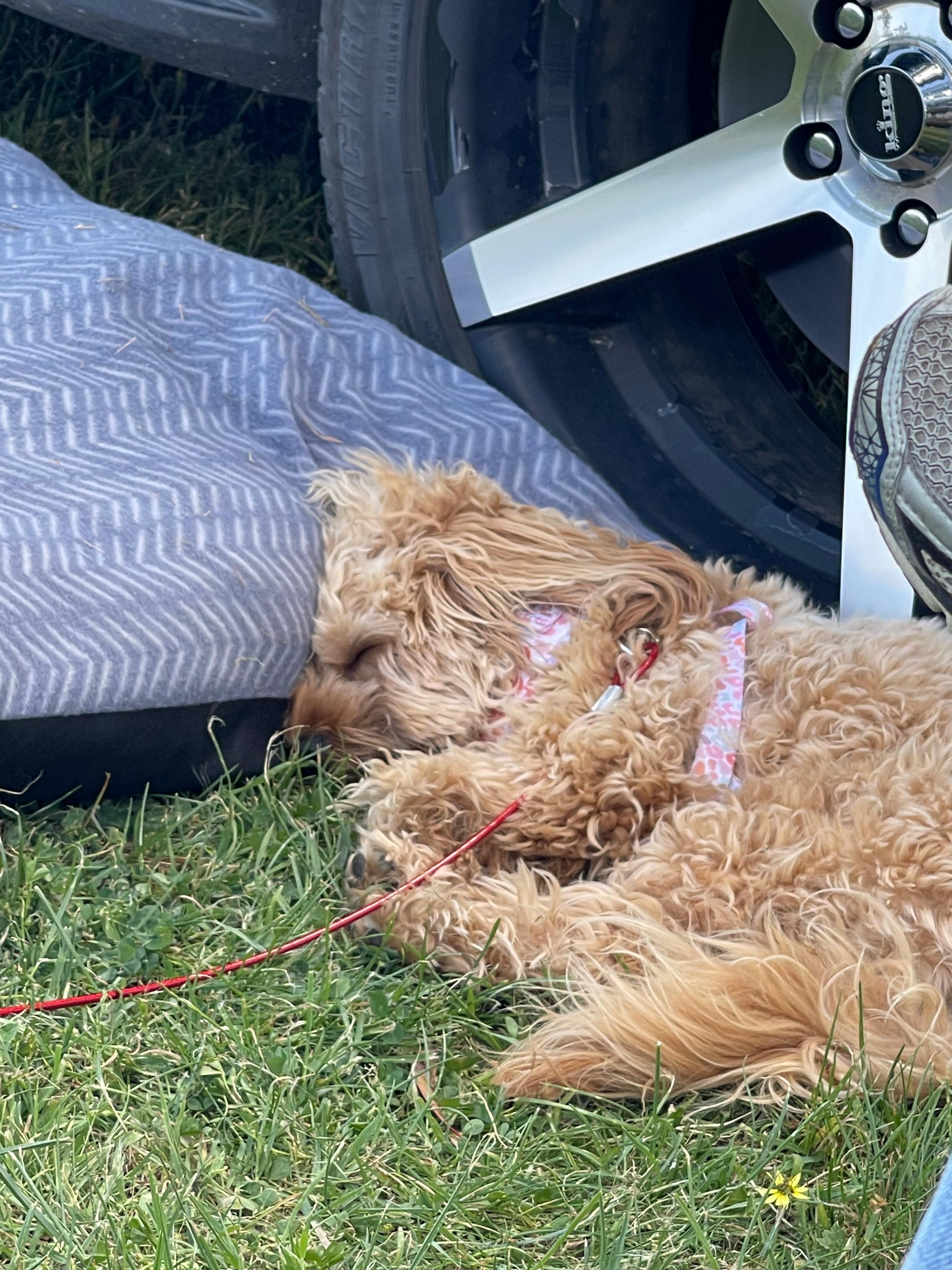 Our Cavoodle ‘Dolly’ taking a nap after a full day of running around with another campers dog :)