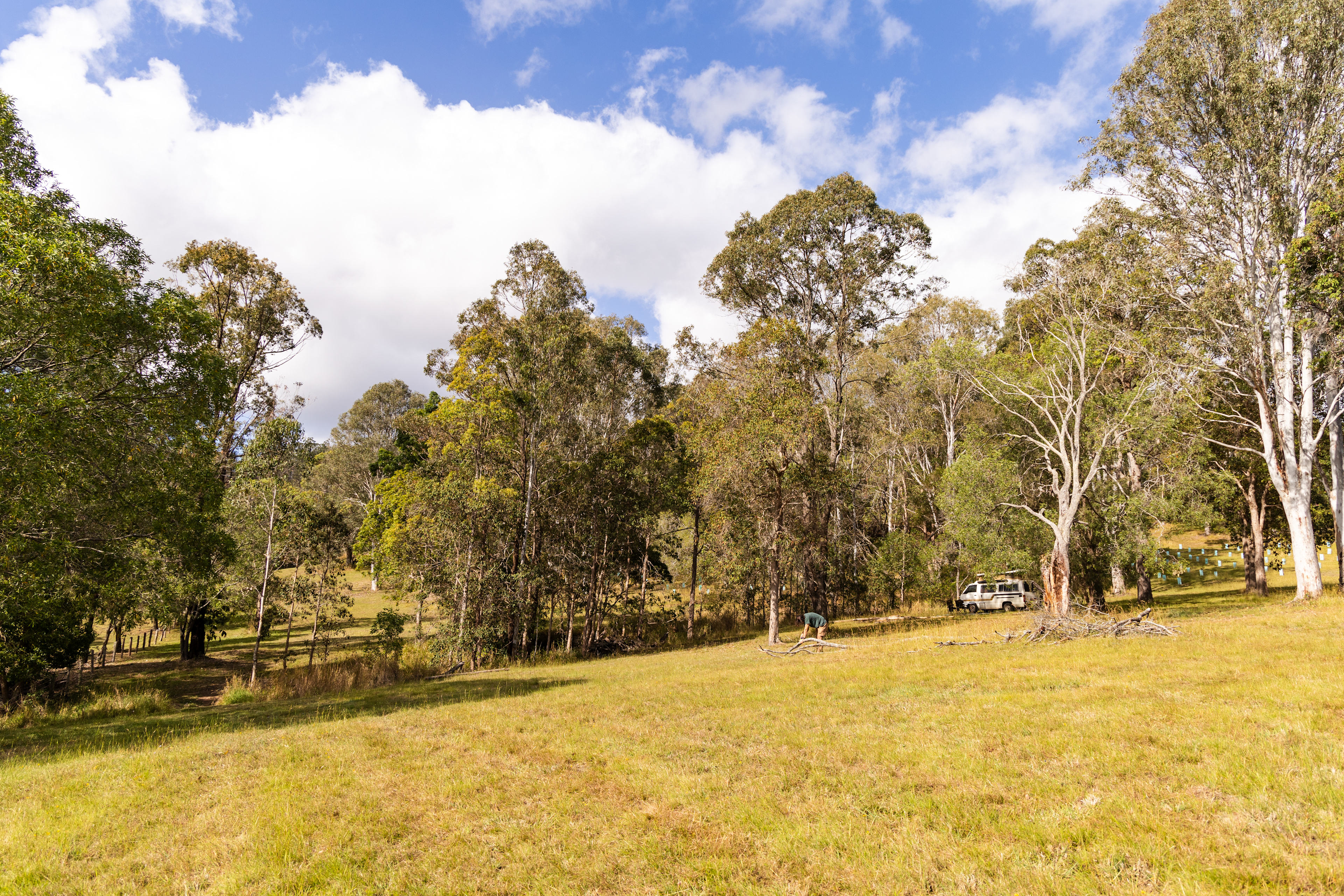 You can camp on either side of the tree line
