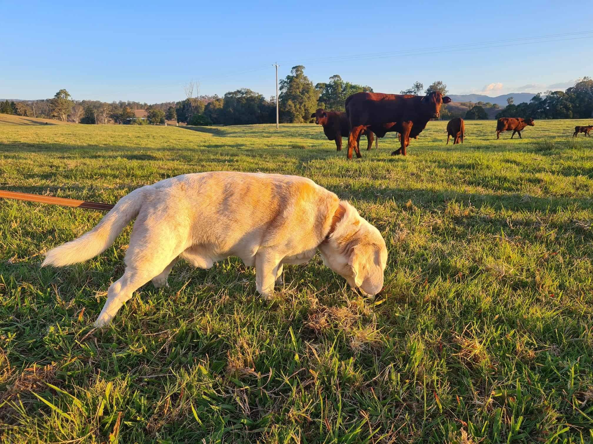 Rathdowney Caravan Park