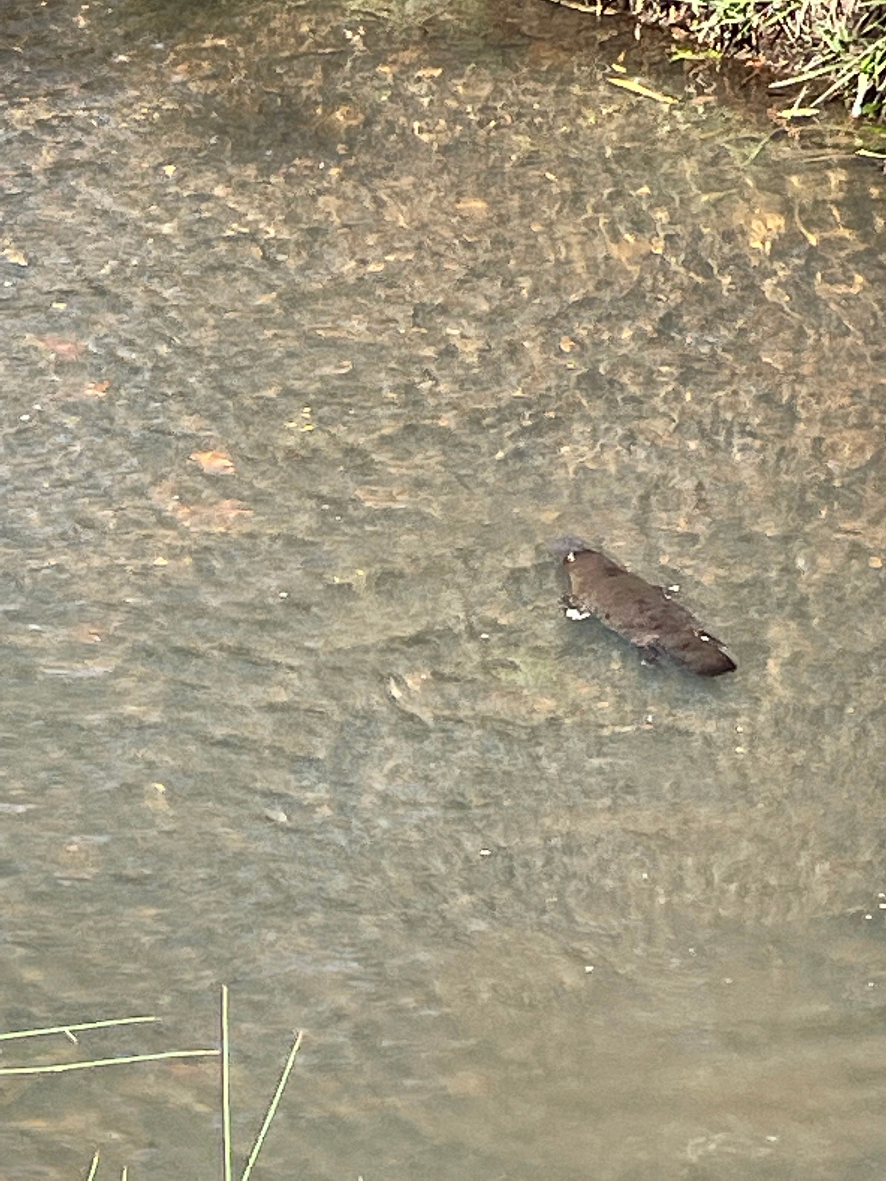 Flaggy Creek Caravan/Camping