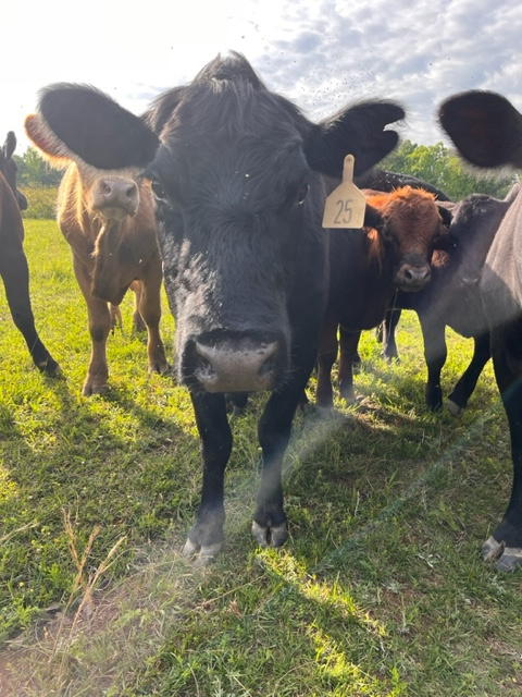 Coy Creek Farm
