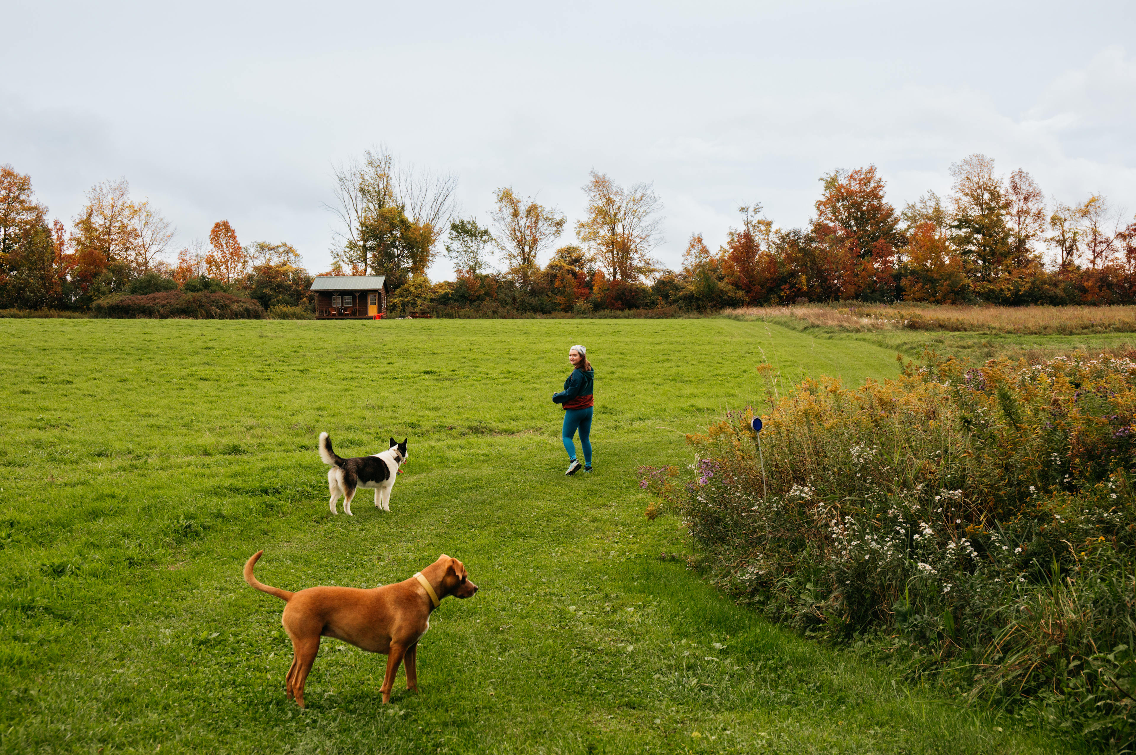 Amy and Brian's dogs joining in on a walk back up to the cabin. 