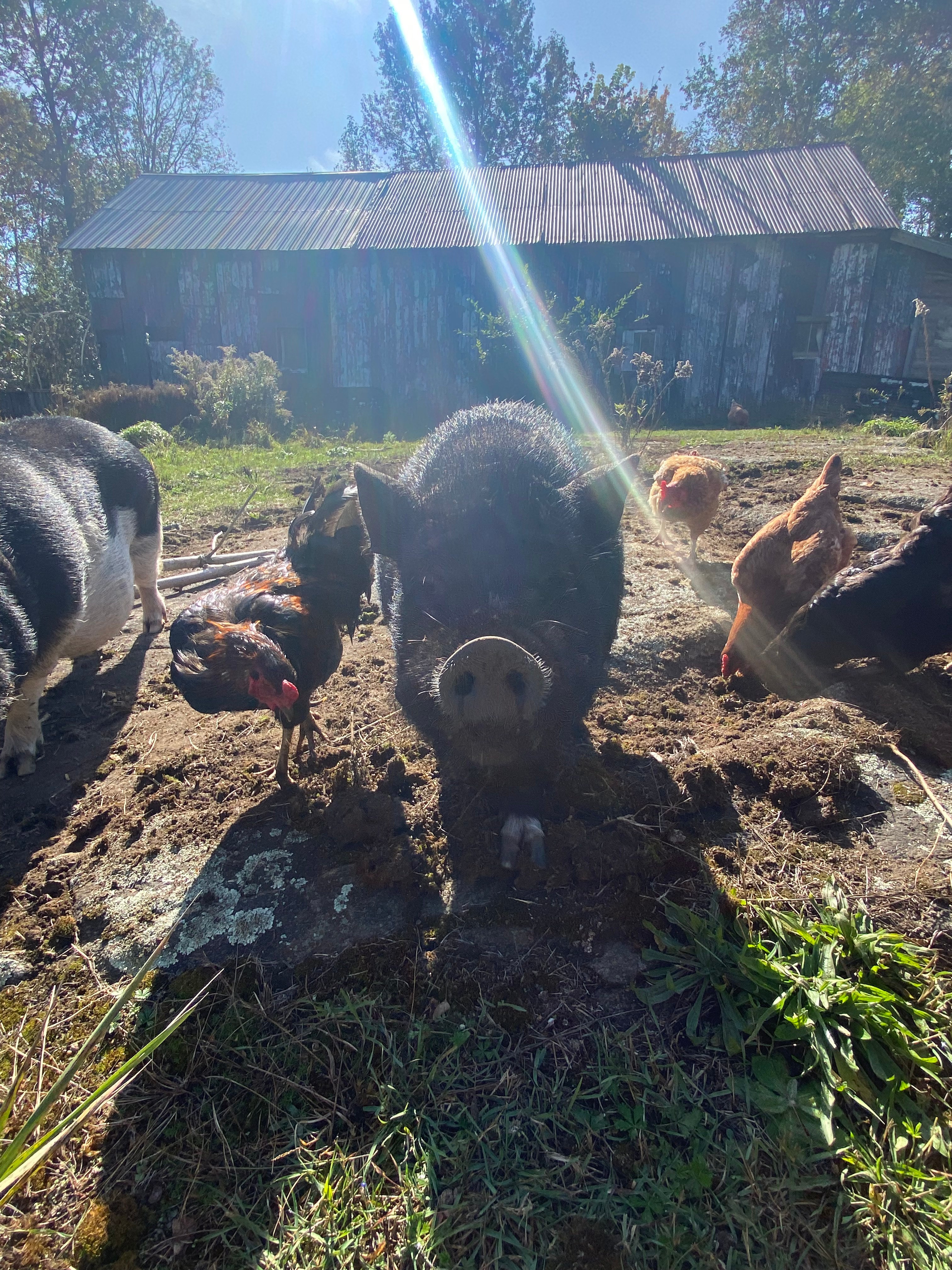 Burke’s Barnyard - Farm Camping