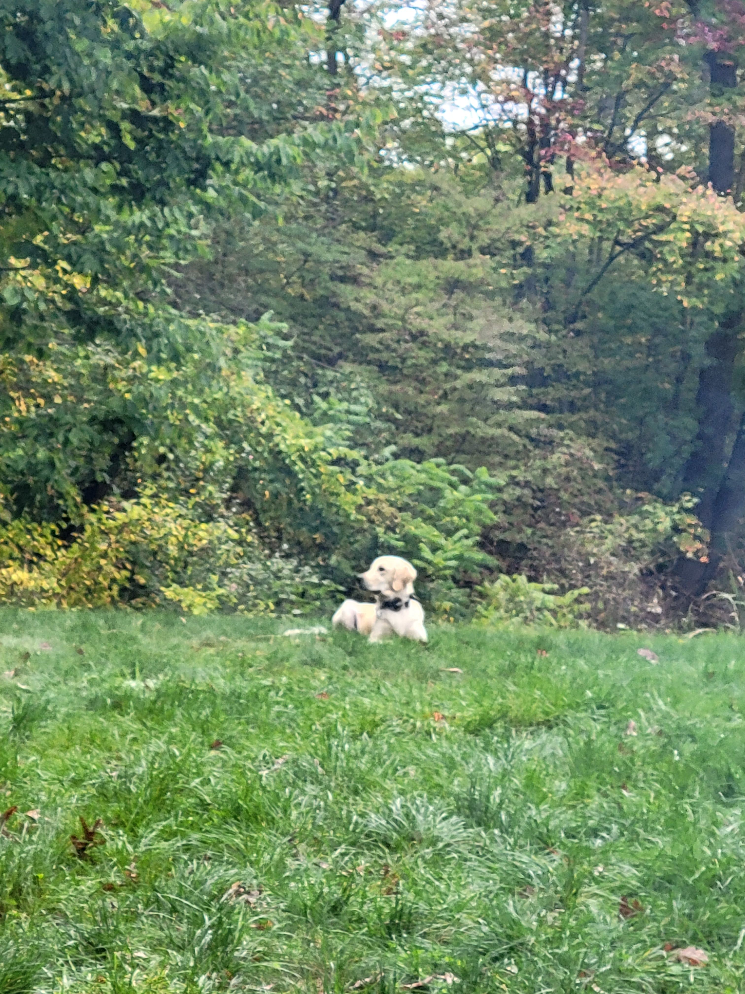 6+ Acre Rustic Forest Camp