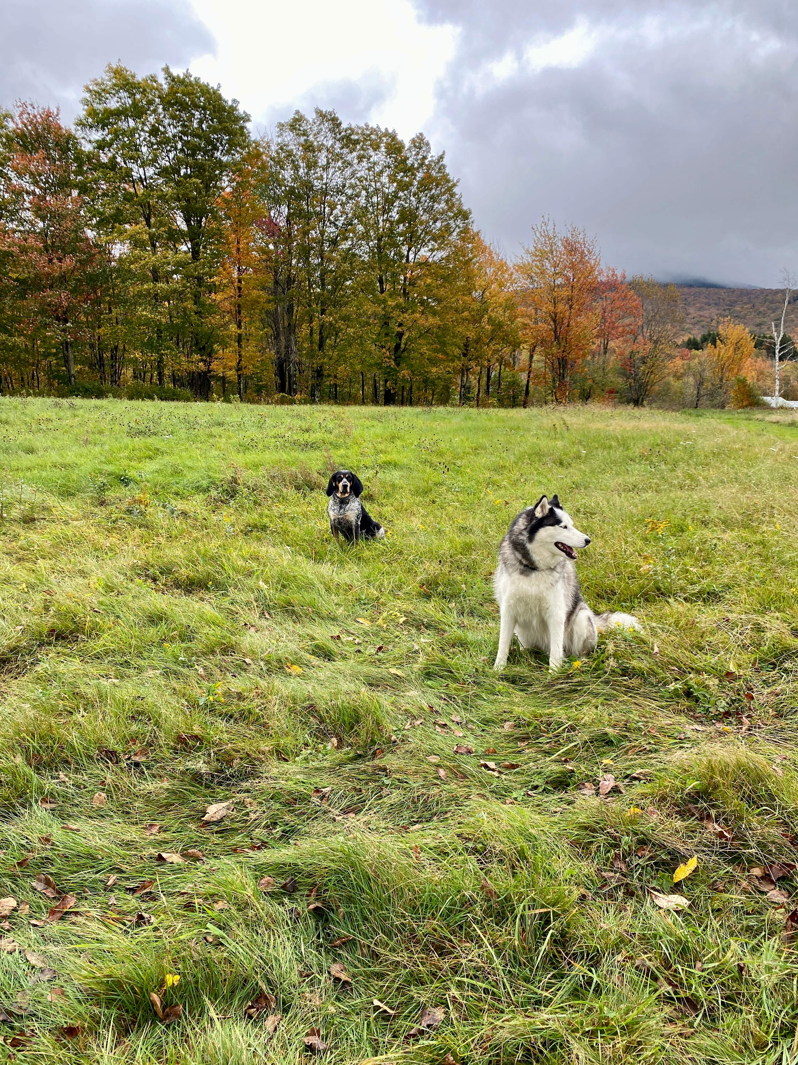 BlueberryHill  Field Camp