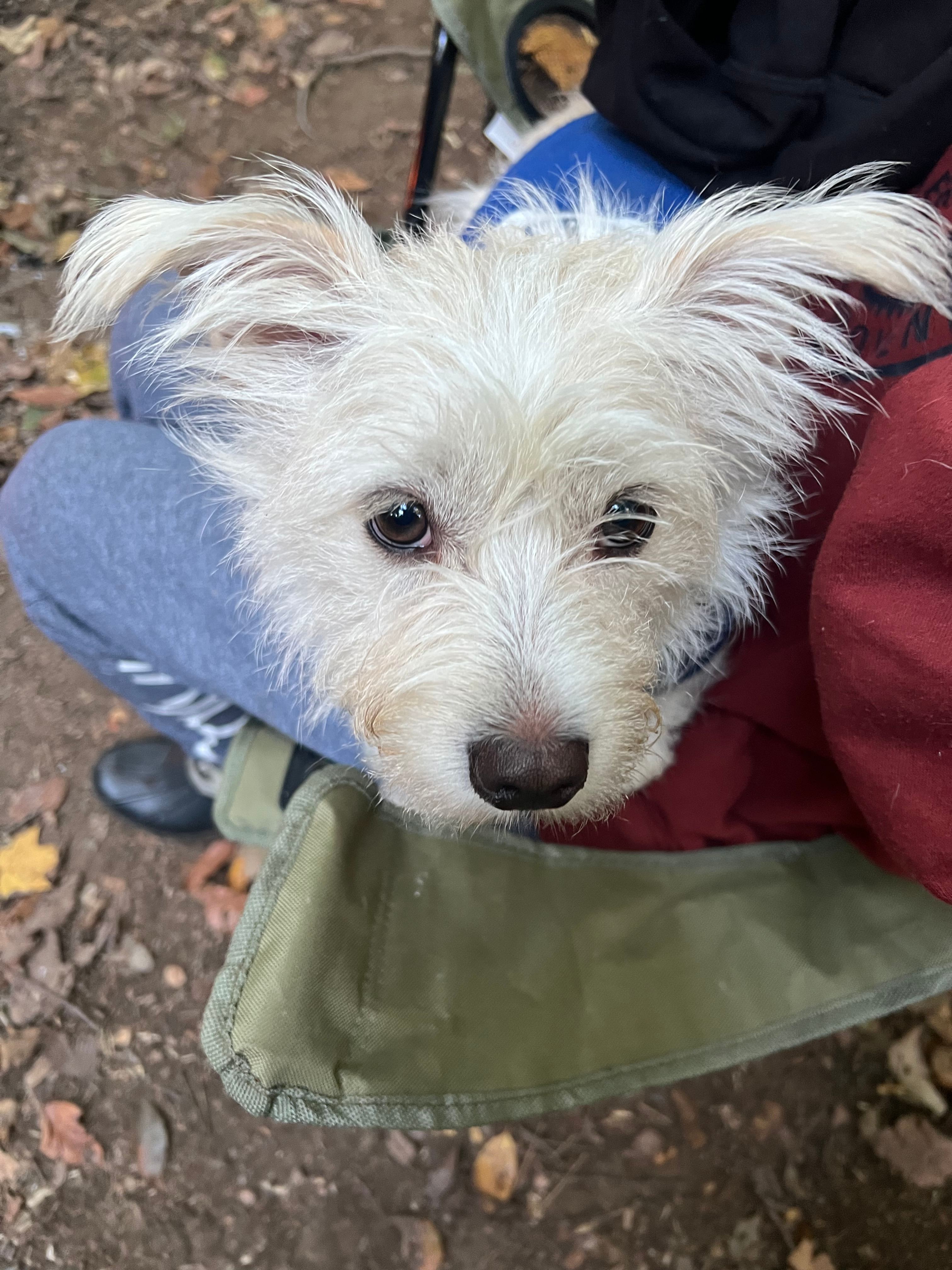 Great Campsite for fur friends!