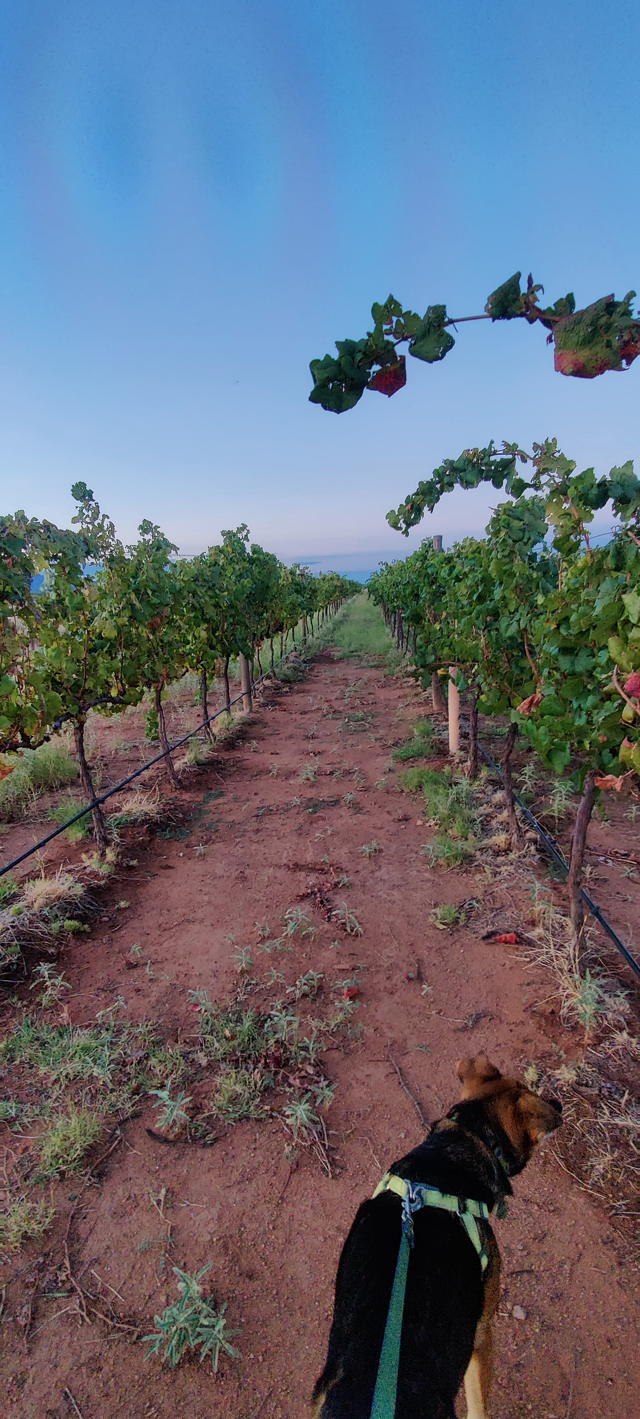 High Lonesome Vineyard & Hipcamp