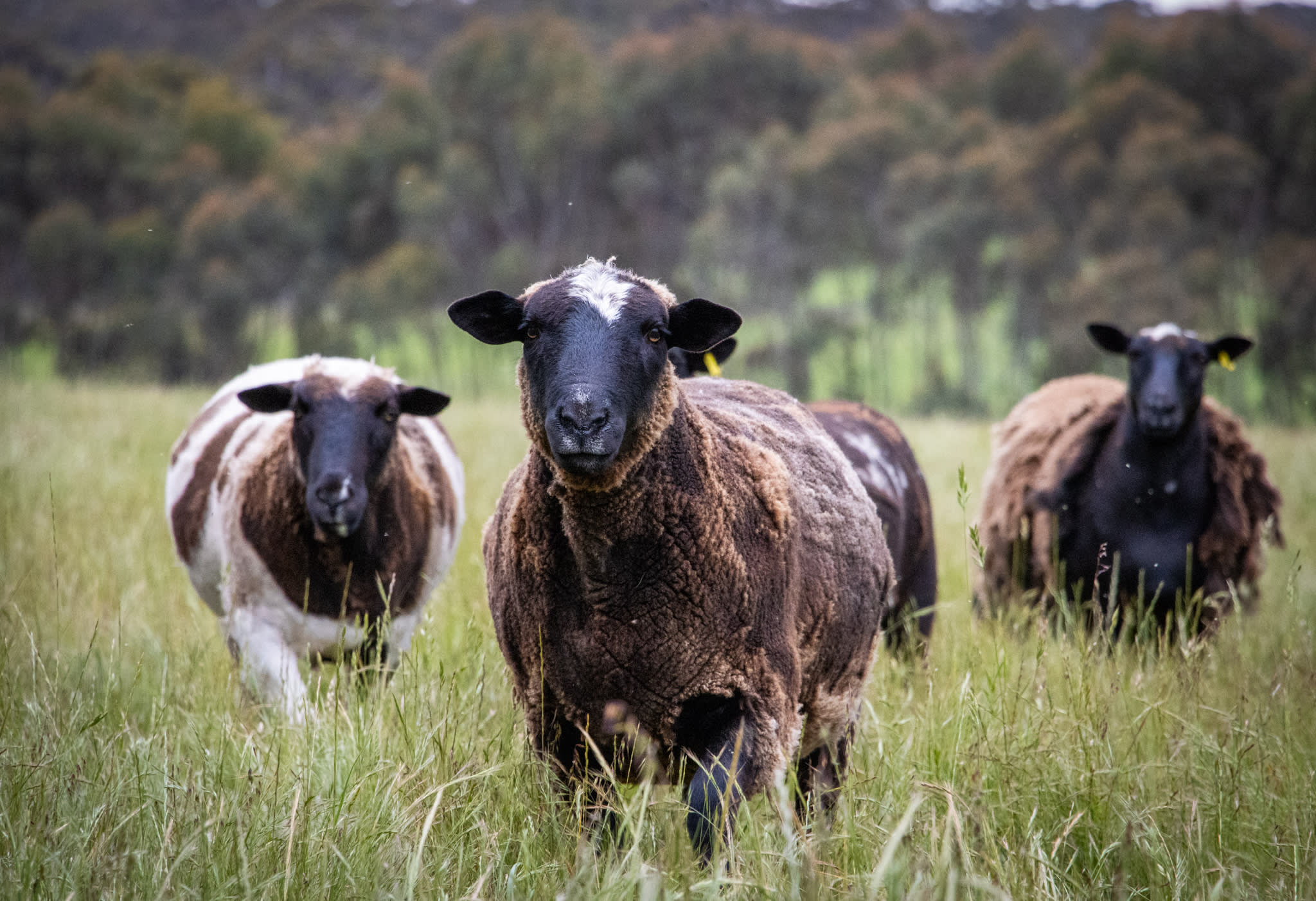 Friendly resident sheep.