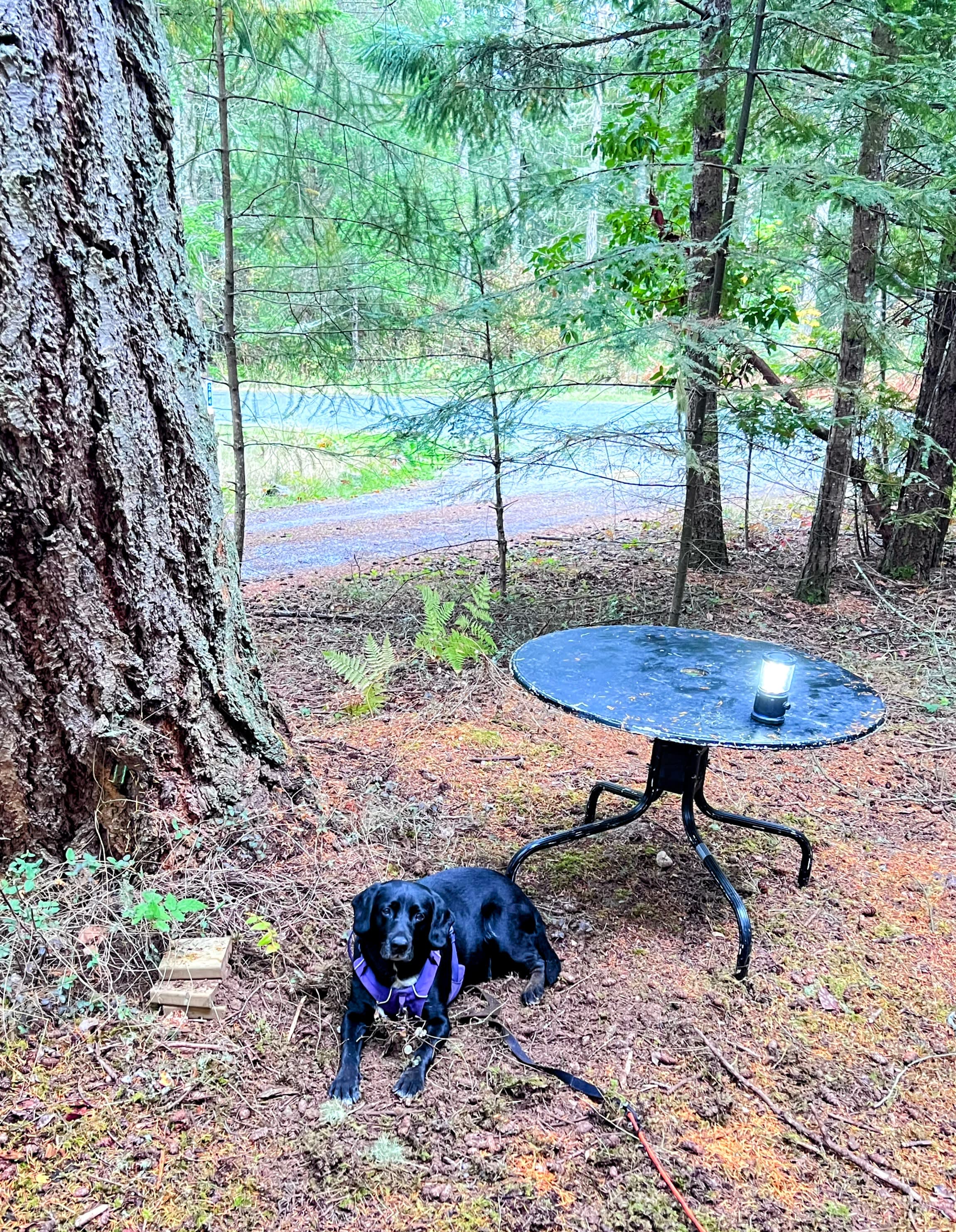 Rejeanne's Forest on Salt Spring