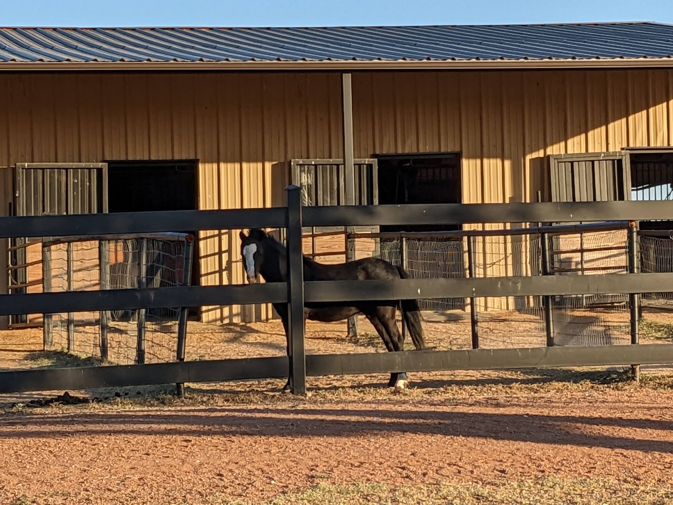 Meet new friends at the barn