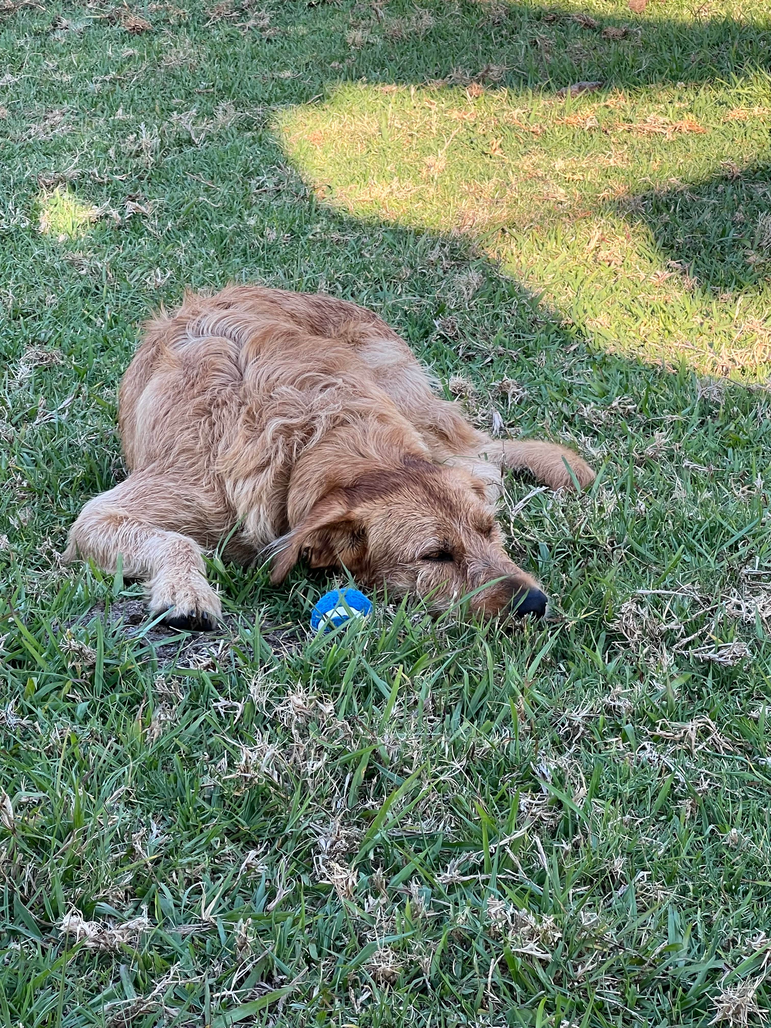 Bellinger River Camping