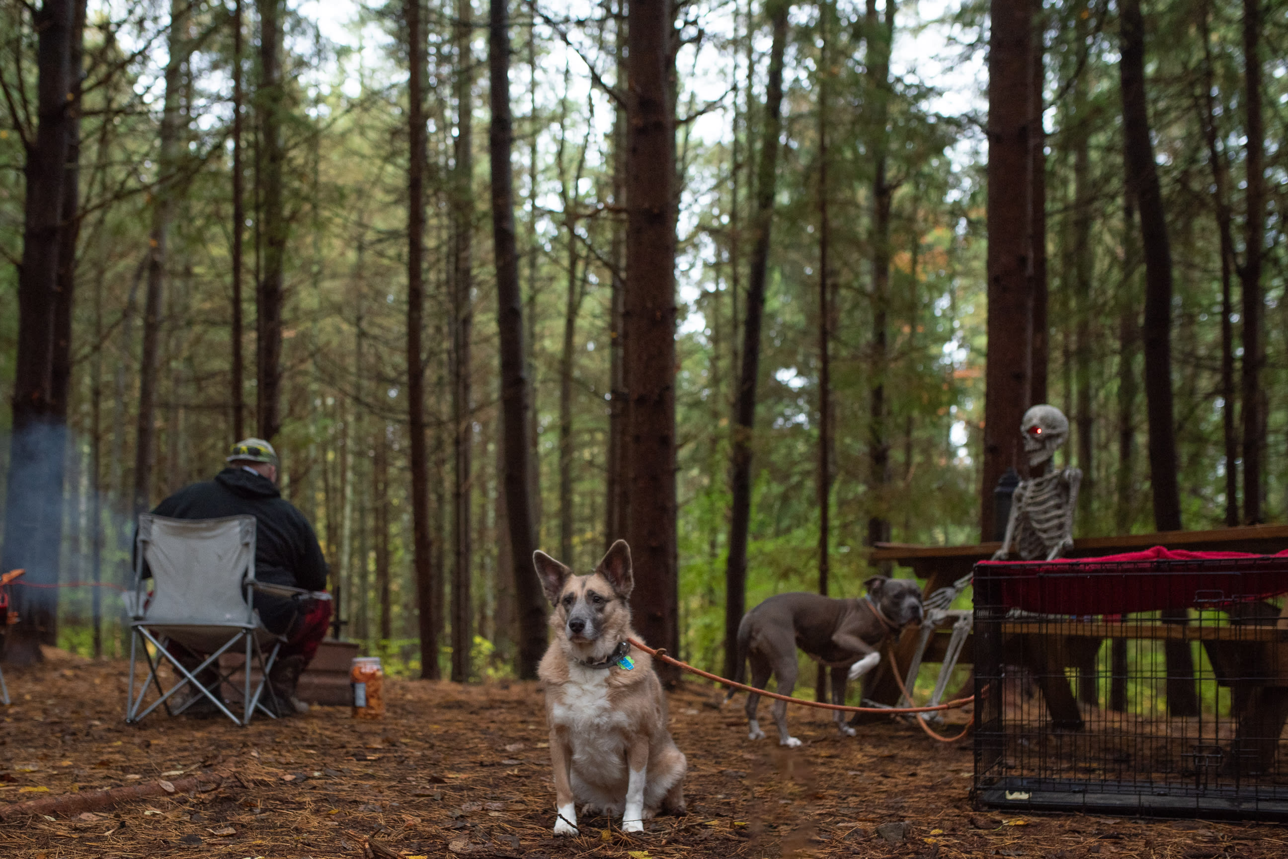 Pine Canopy Site with picnic table and firering