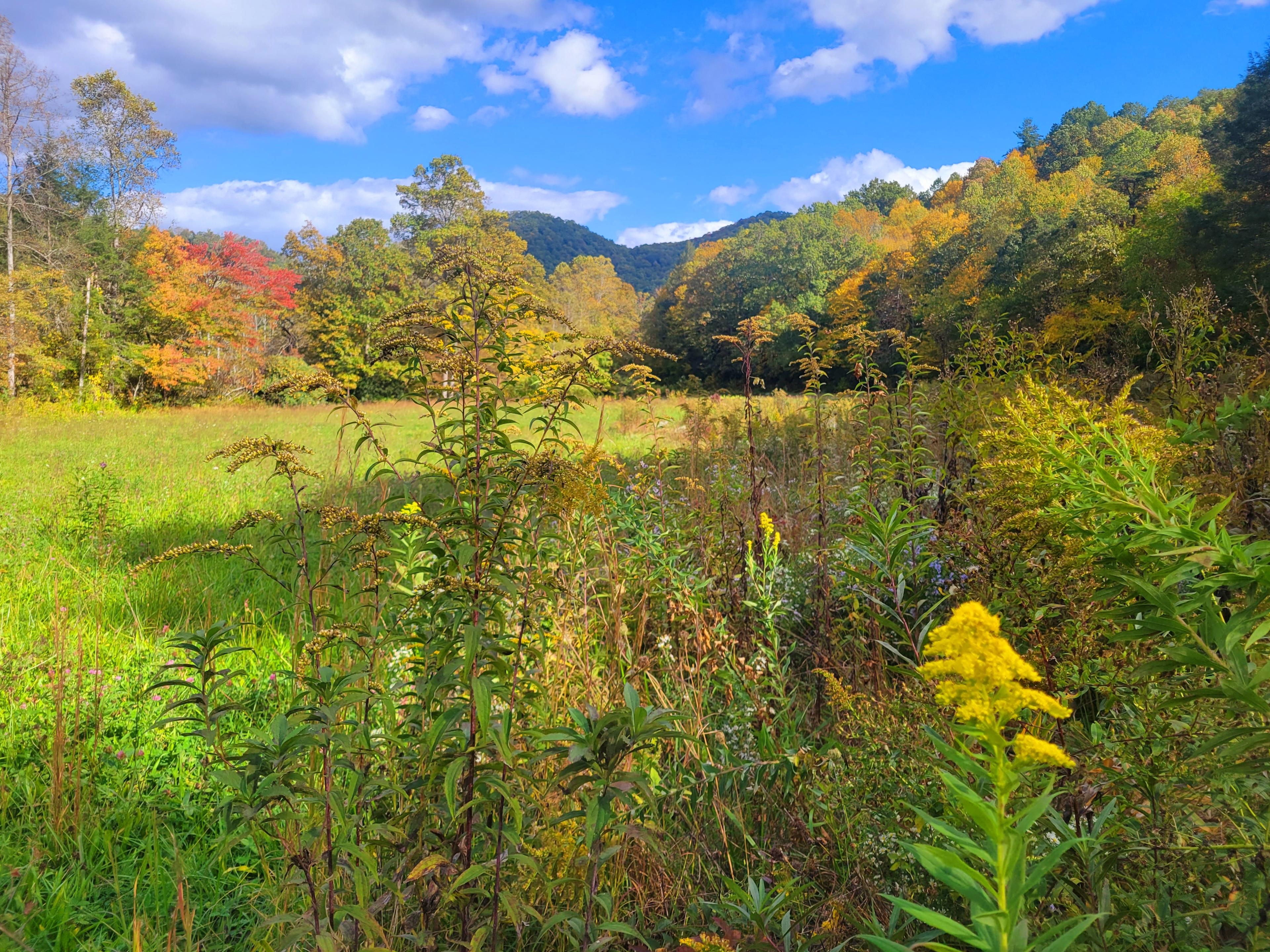 Lower Flat Creek Meadow and Forest