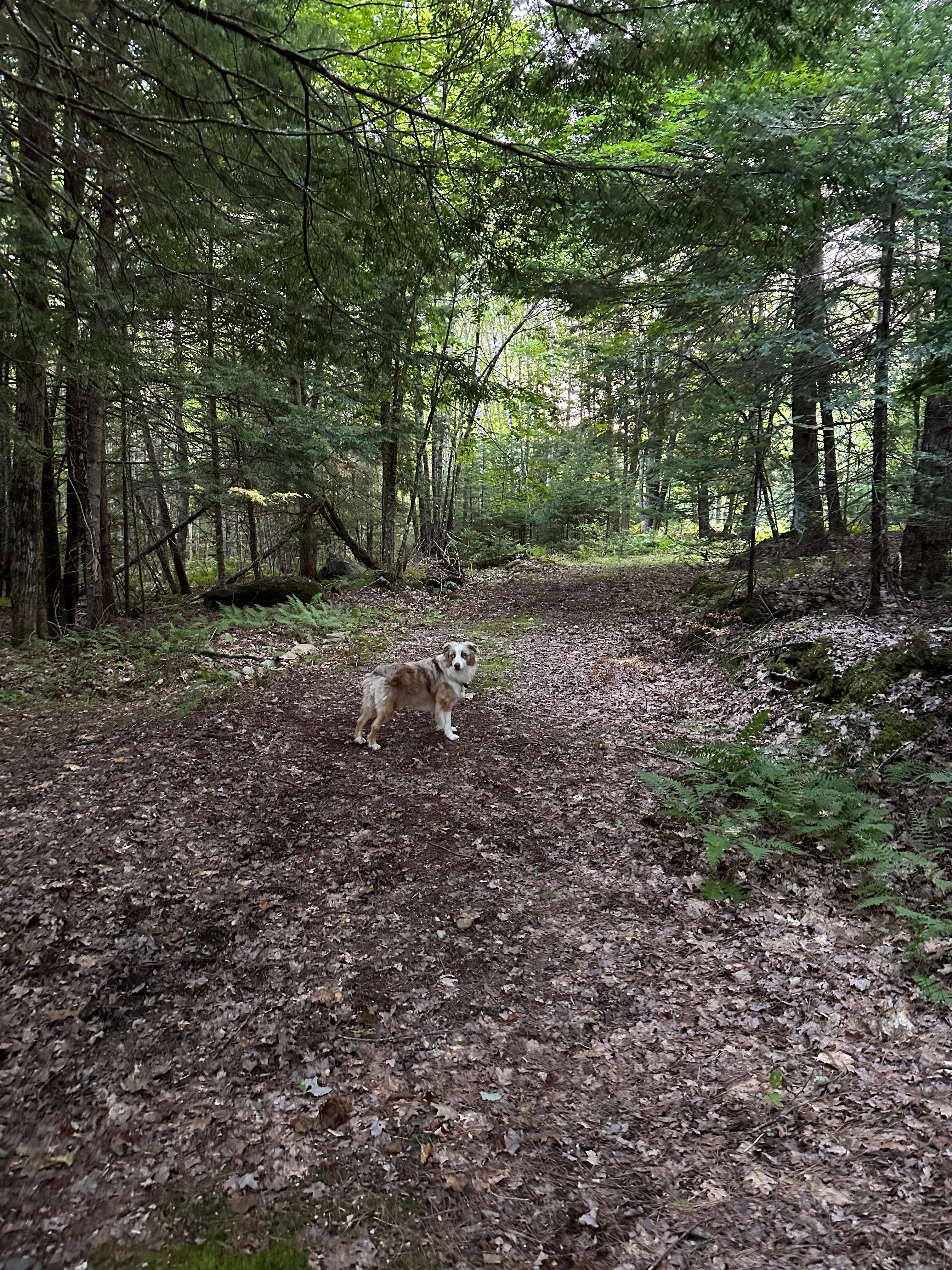 Porcupine Creek Rustic Camping