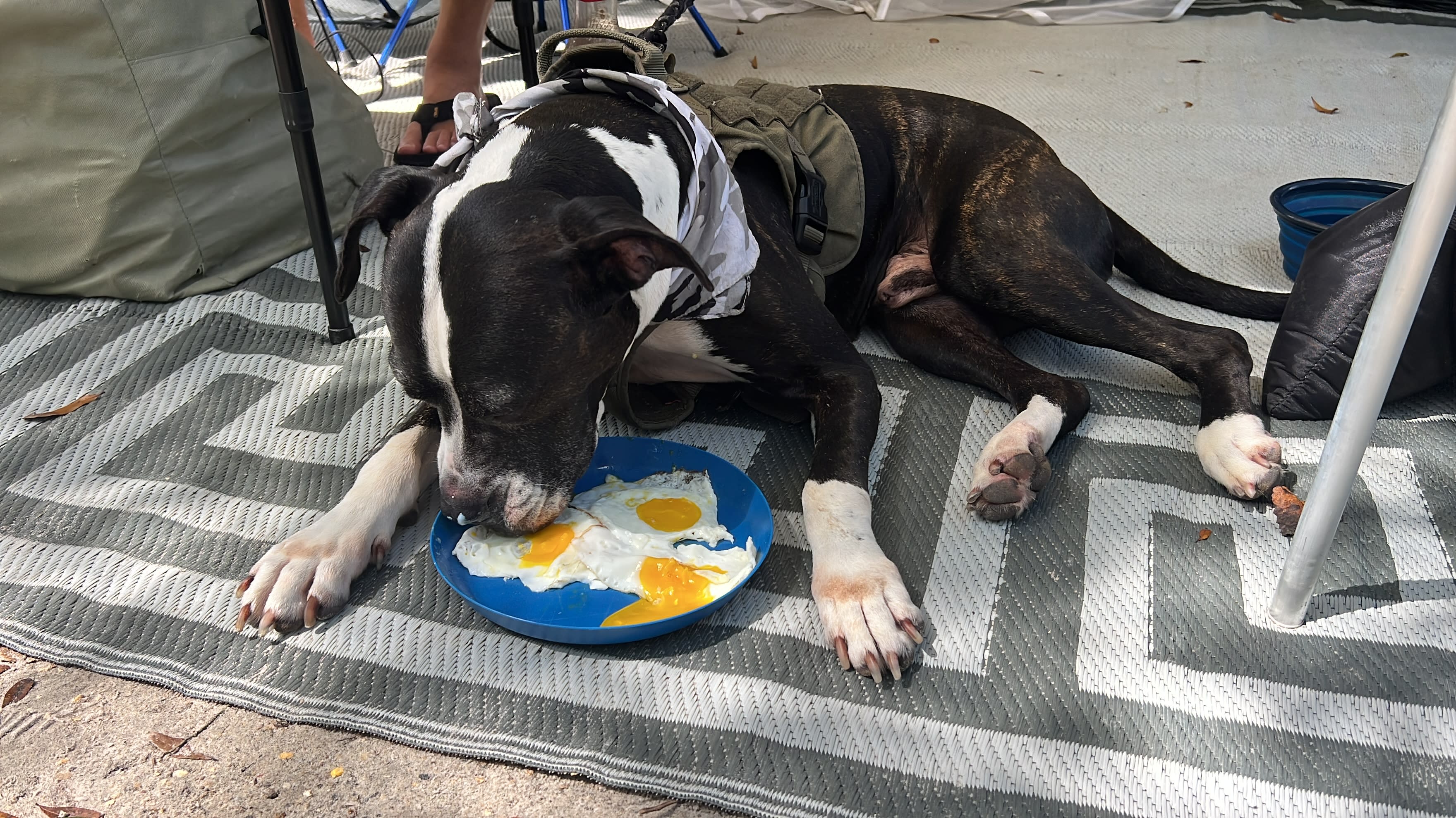 Our dog loved walking the trails with us, there were garbage cans with lids on site to clean up after him. 
