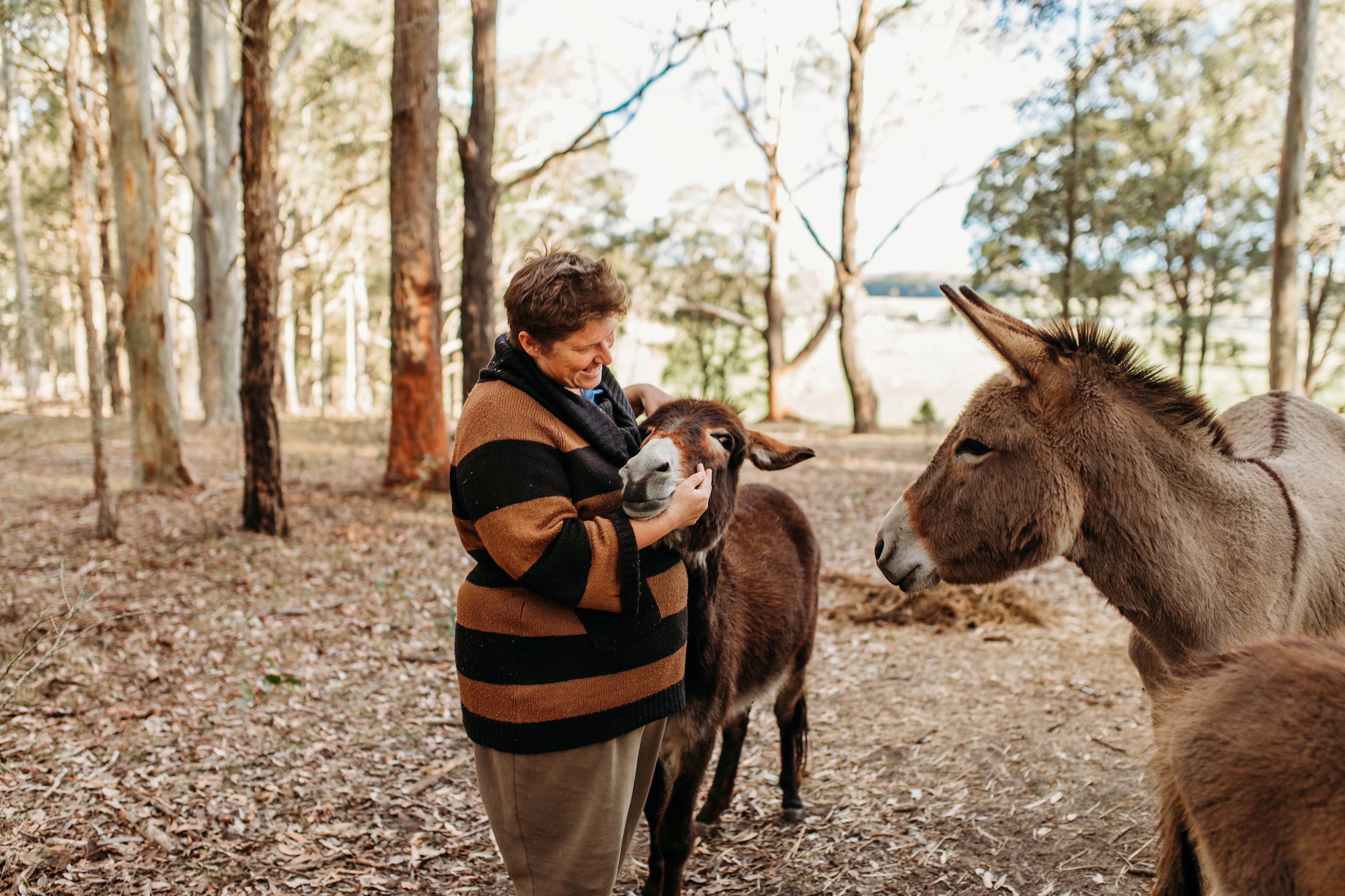 The Wandy Donkey Camp
