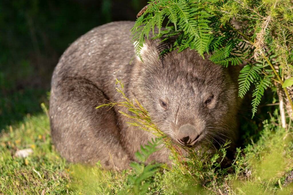 BIG4 Wilsons Prom Holiday Park