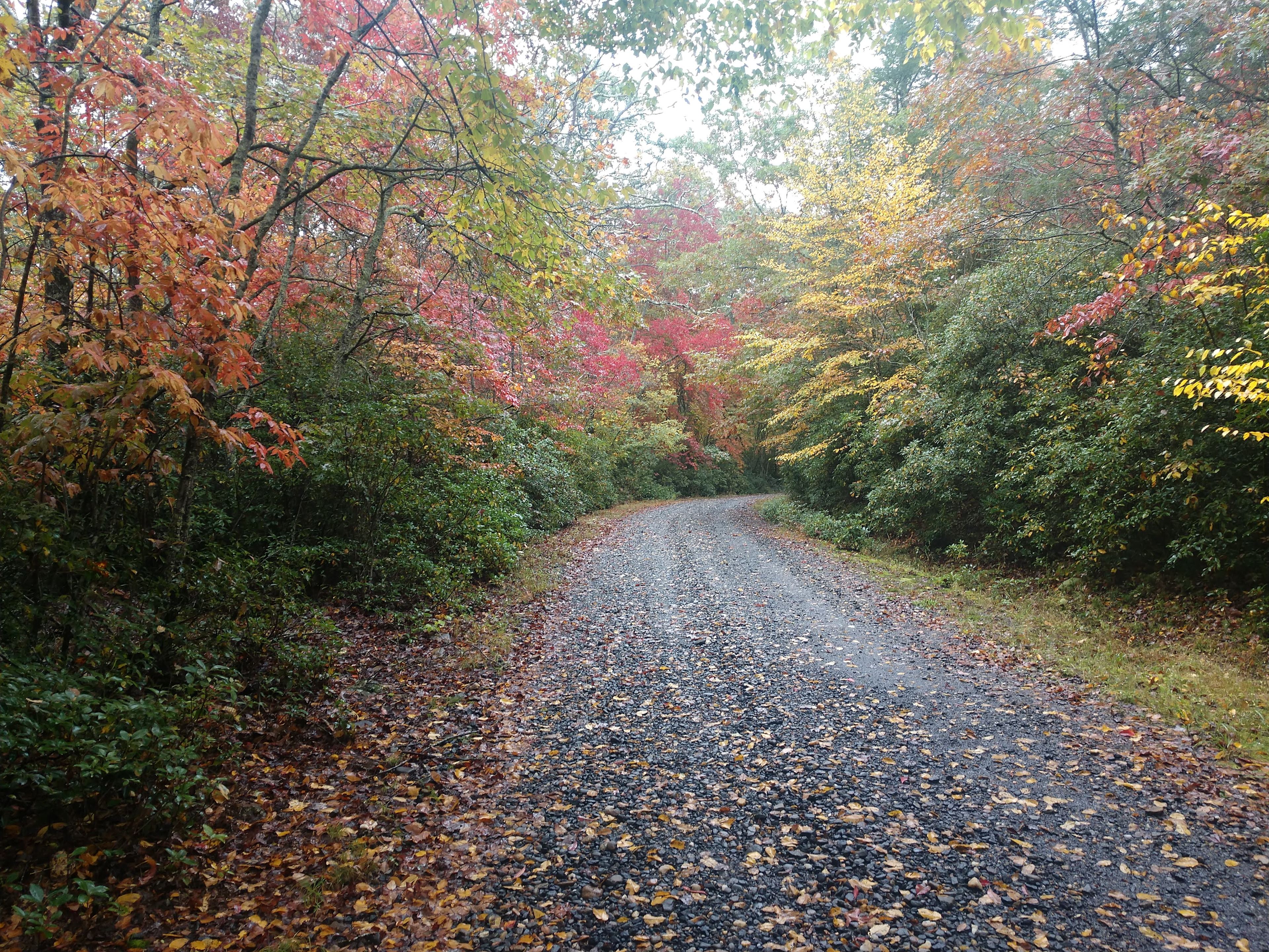 Blue Ridge Camping Covington Forest