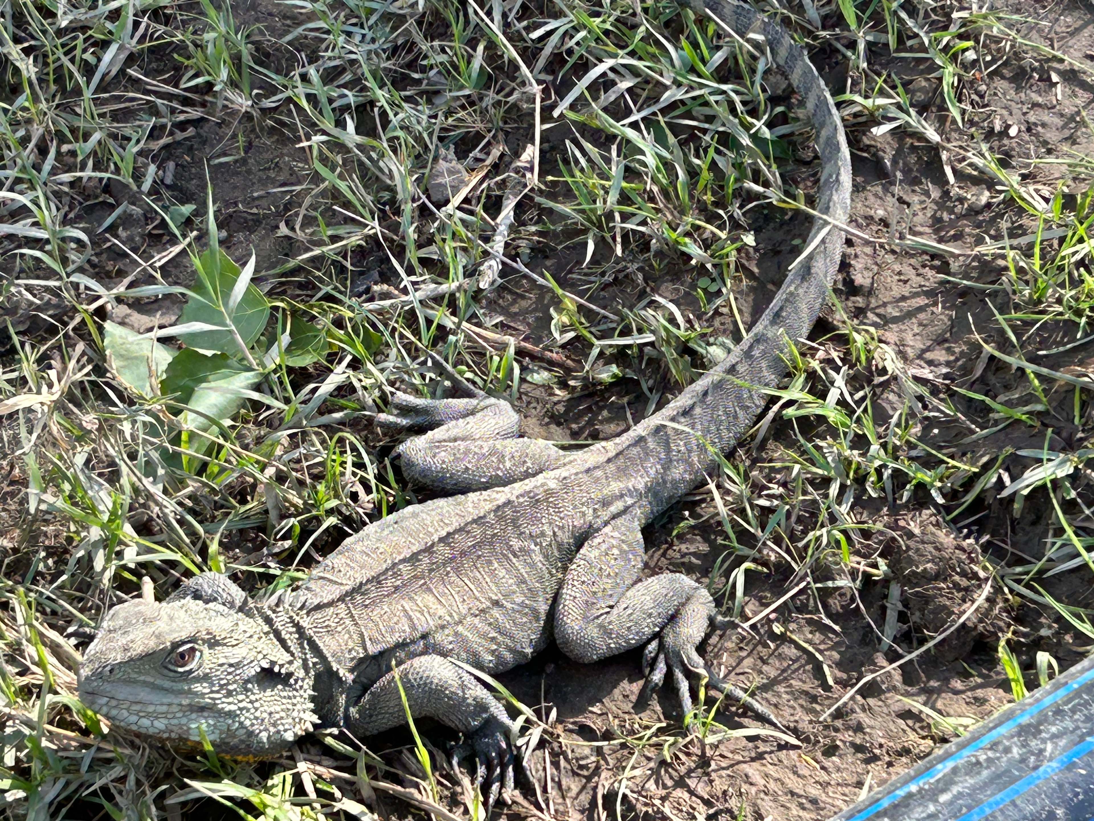 Eastern Water Dragon on the banks of the Mitchell River at Grassvale