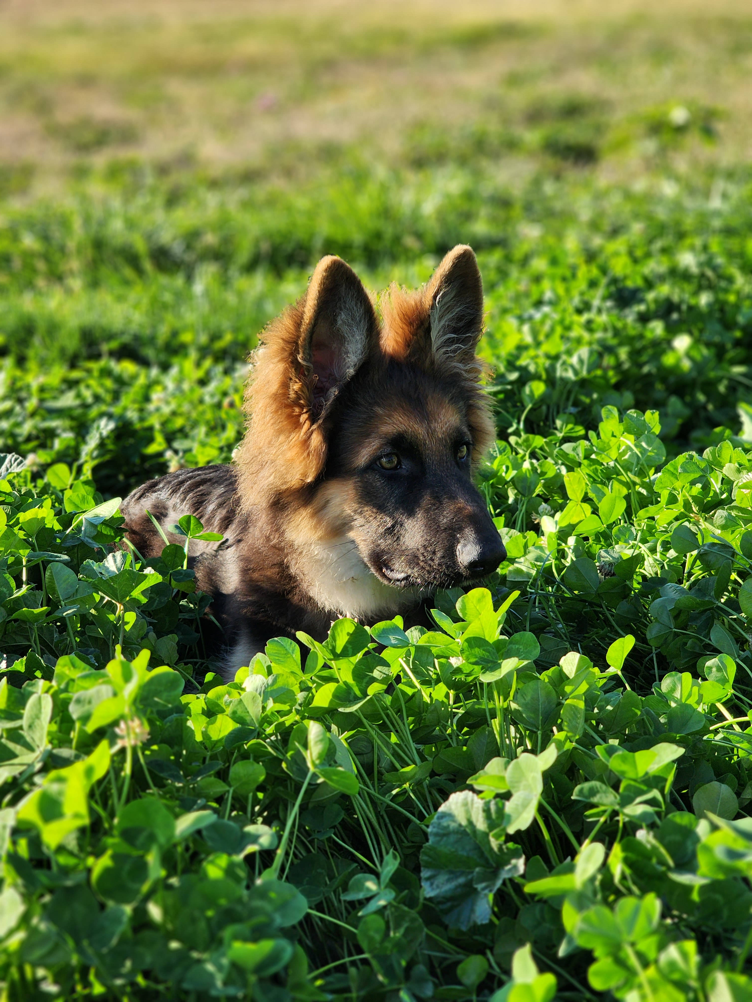 Stargazer Breezeway Dry Camp