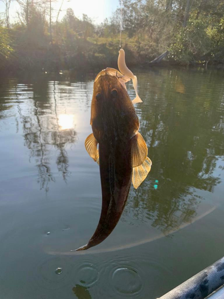 Flathead caught from the riverbank
