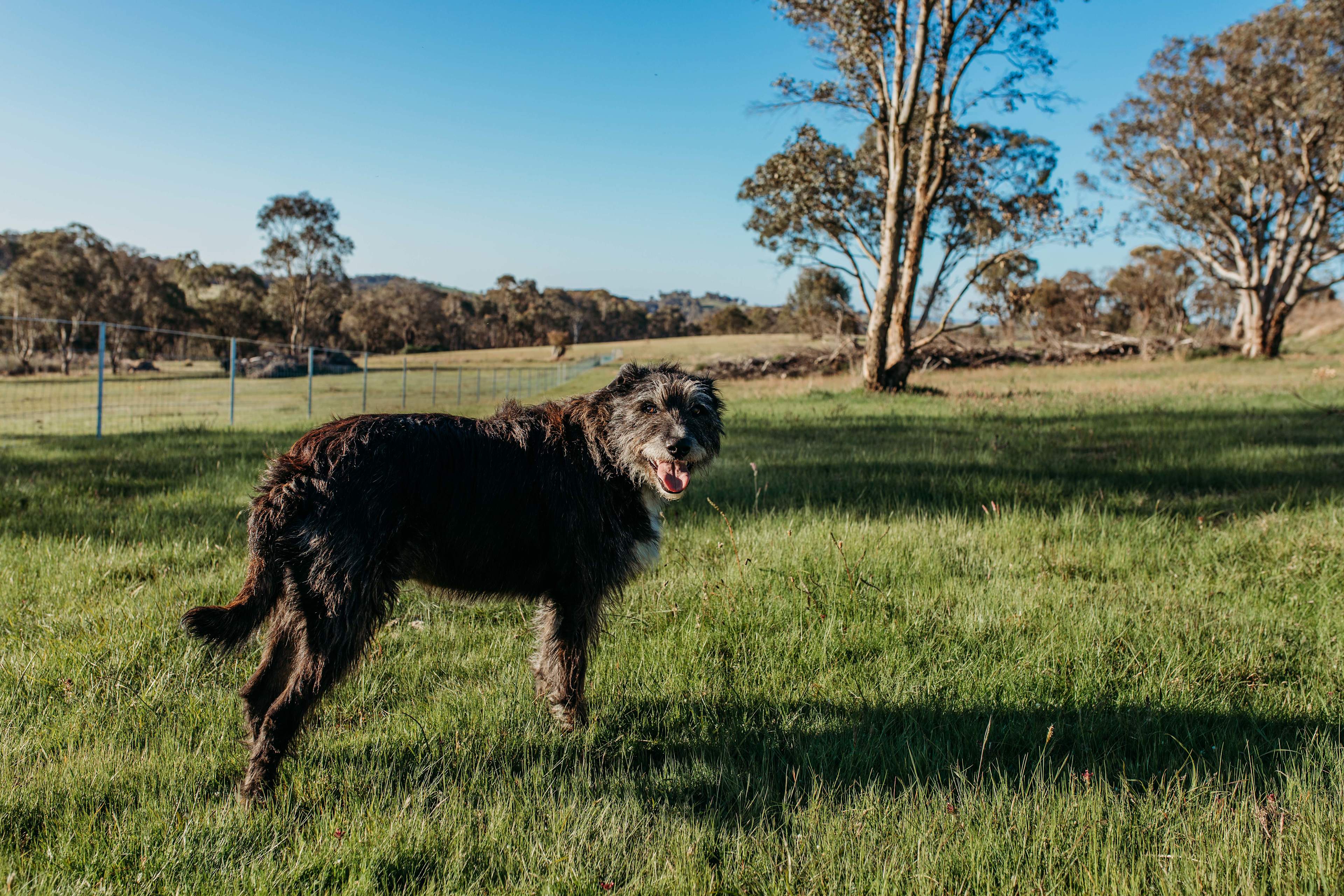 Your welcome to bring your dogs here 