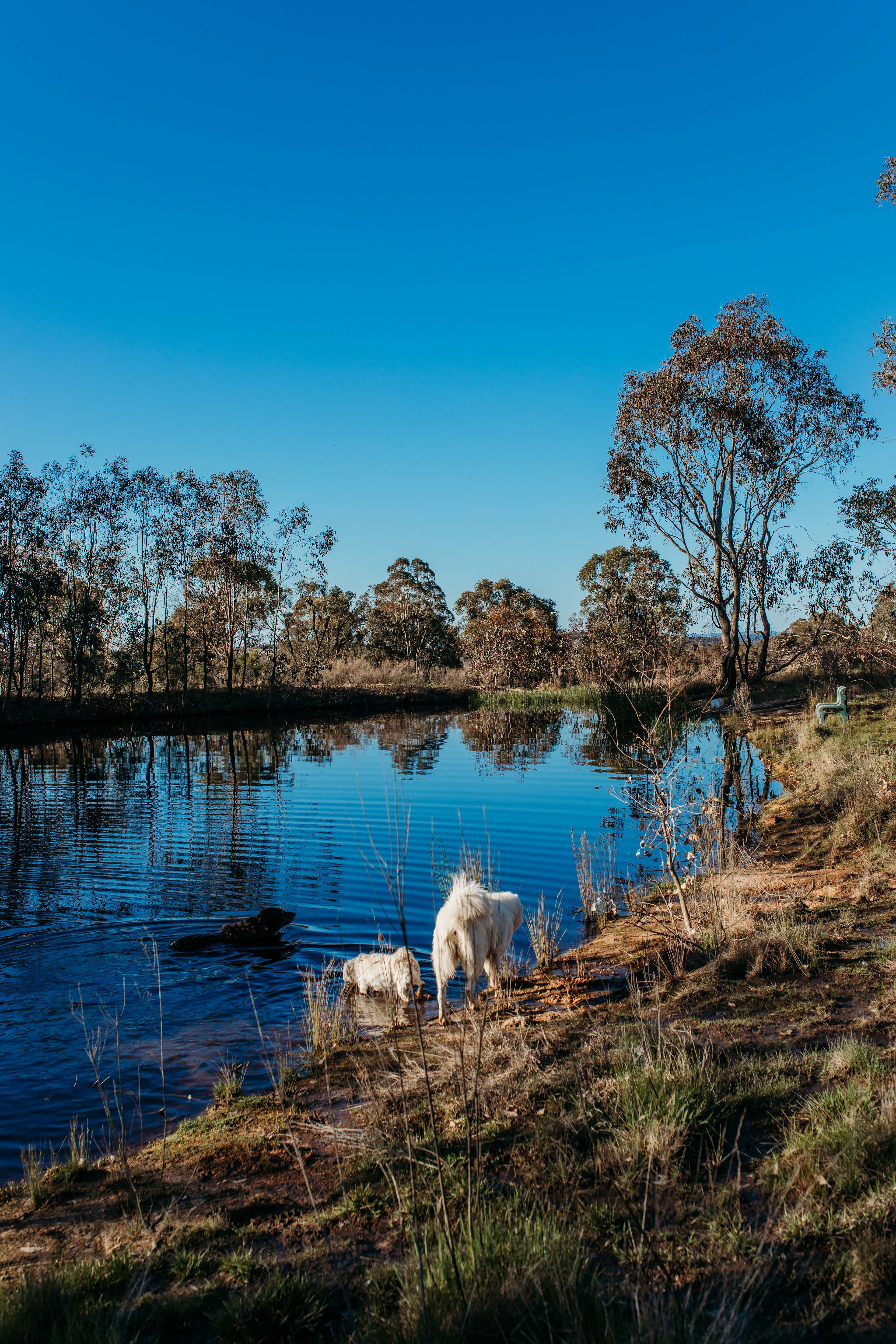 natural spring dam