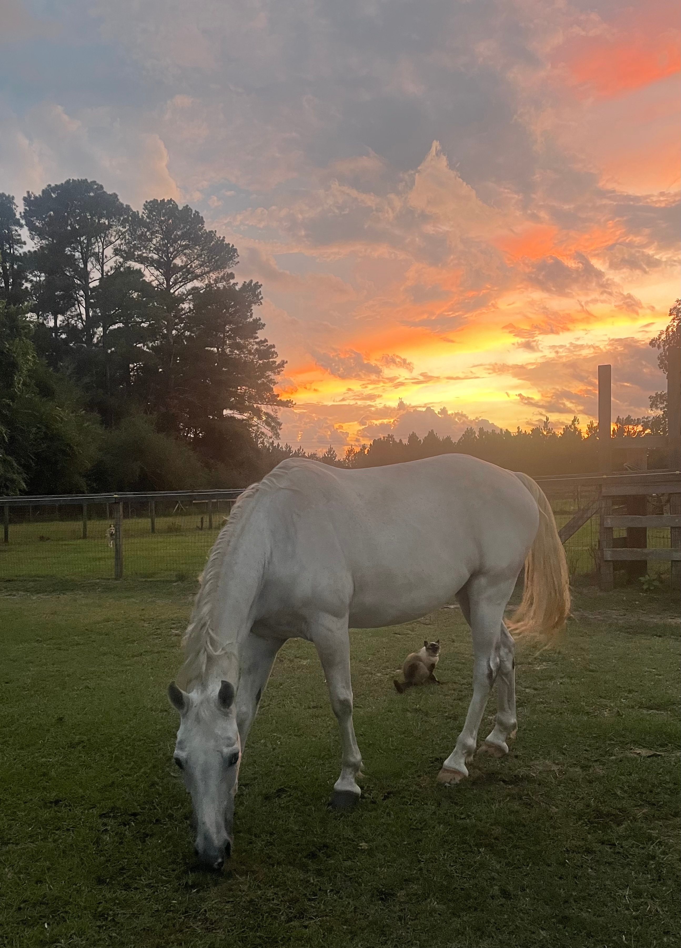Never Rest Ranch