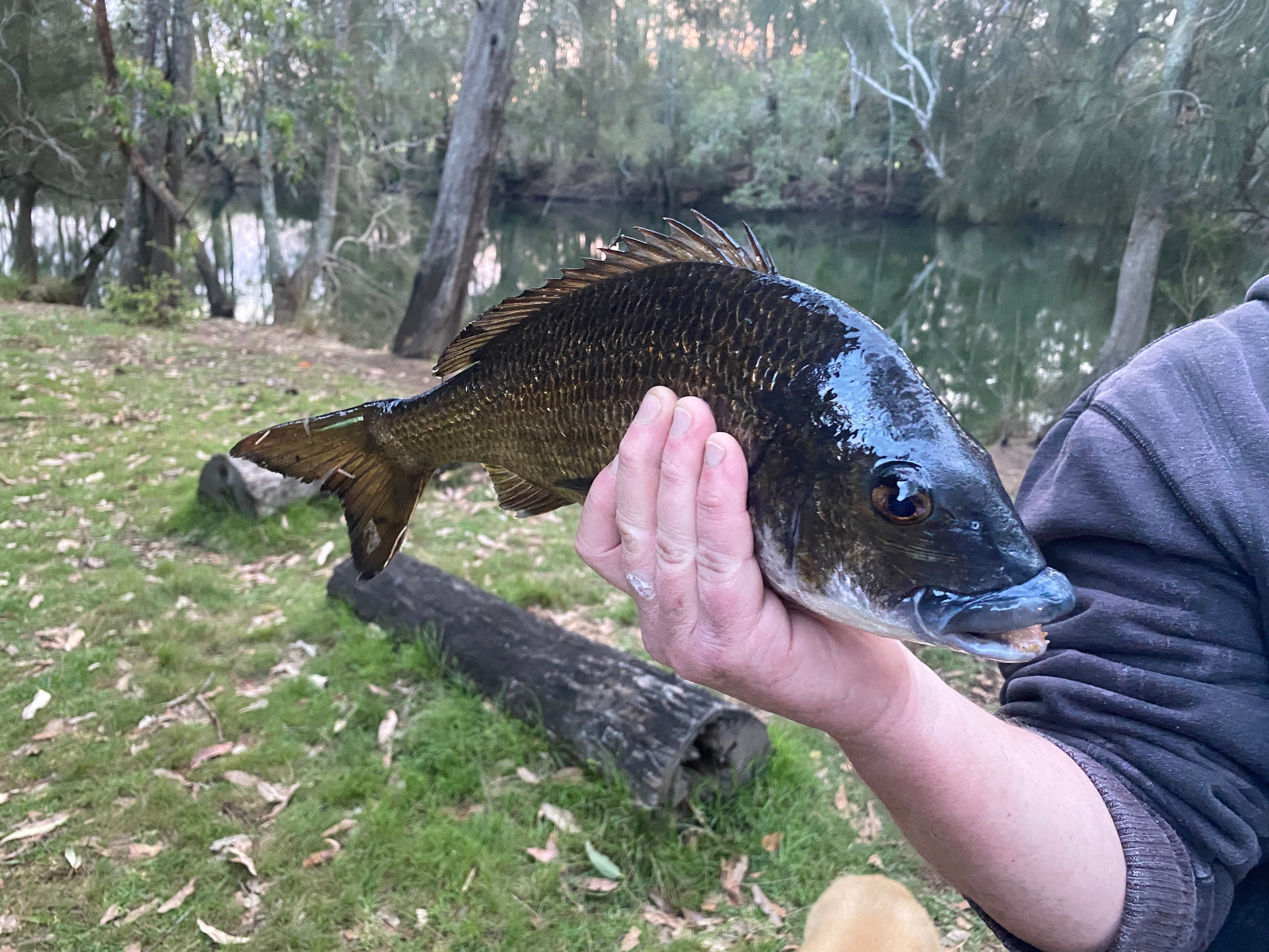 Babbling Brook 4WD Camping