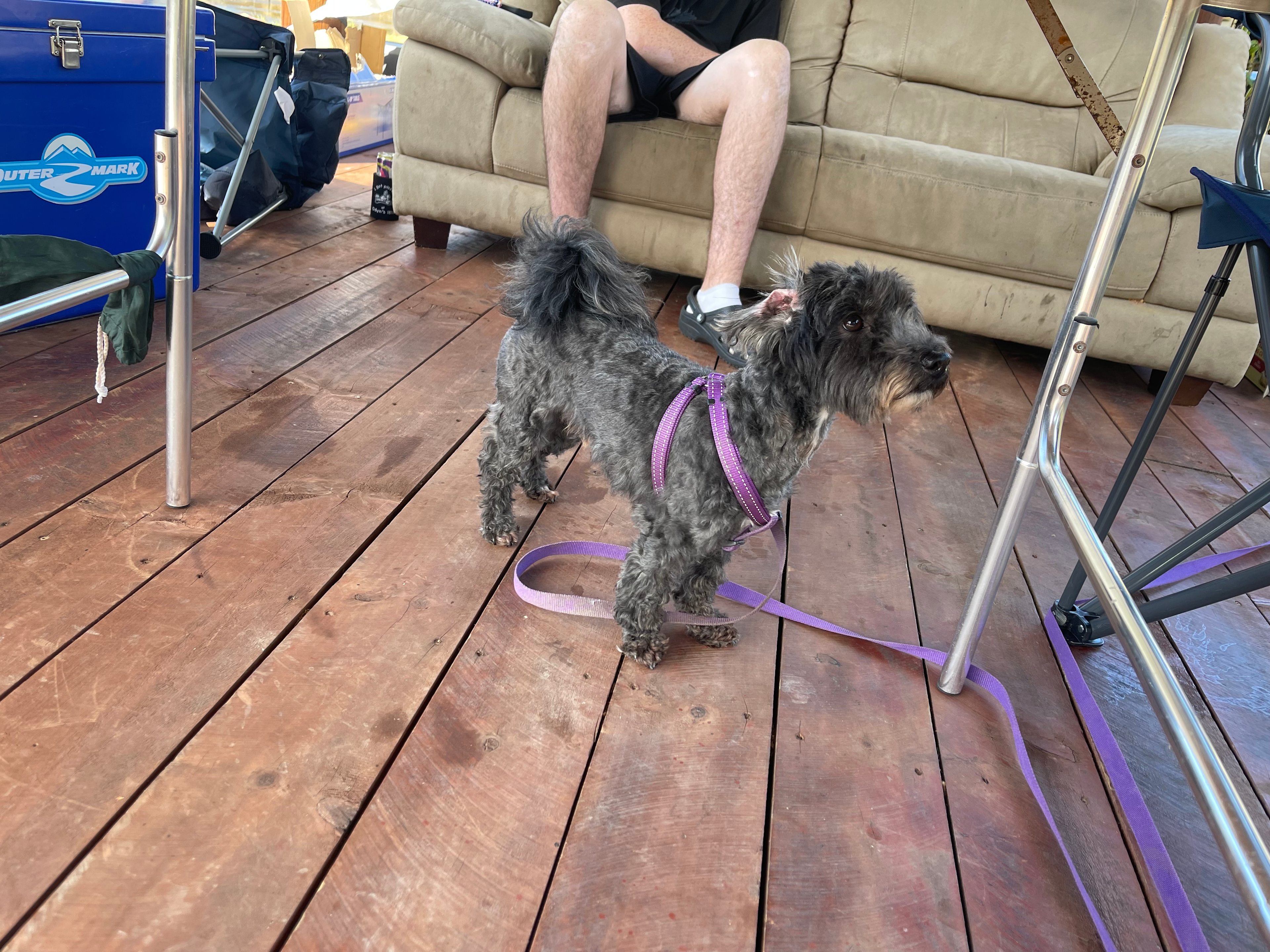 Nero the big protector