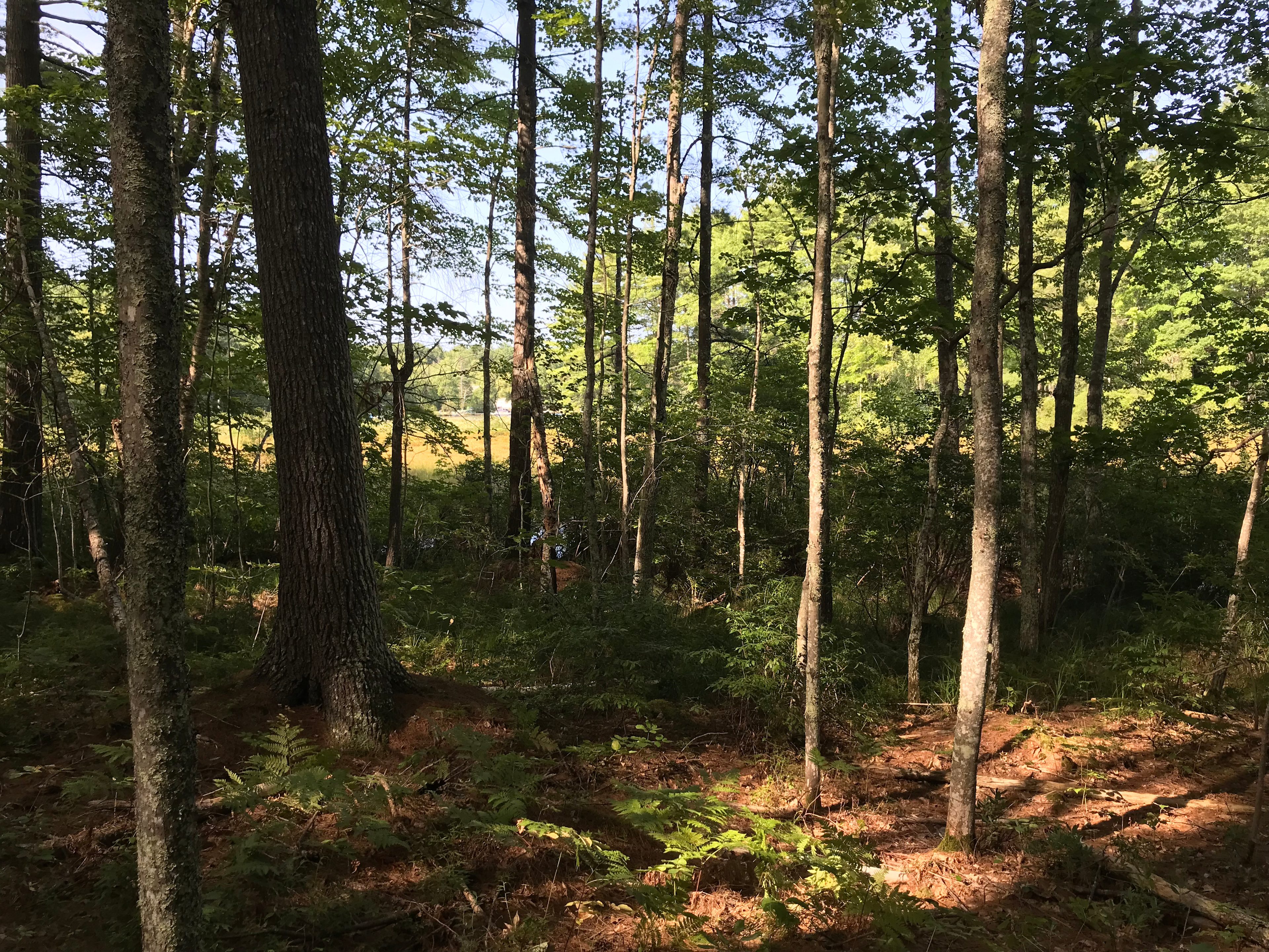 The Queen's Property on Thomas Pond