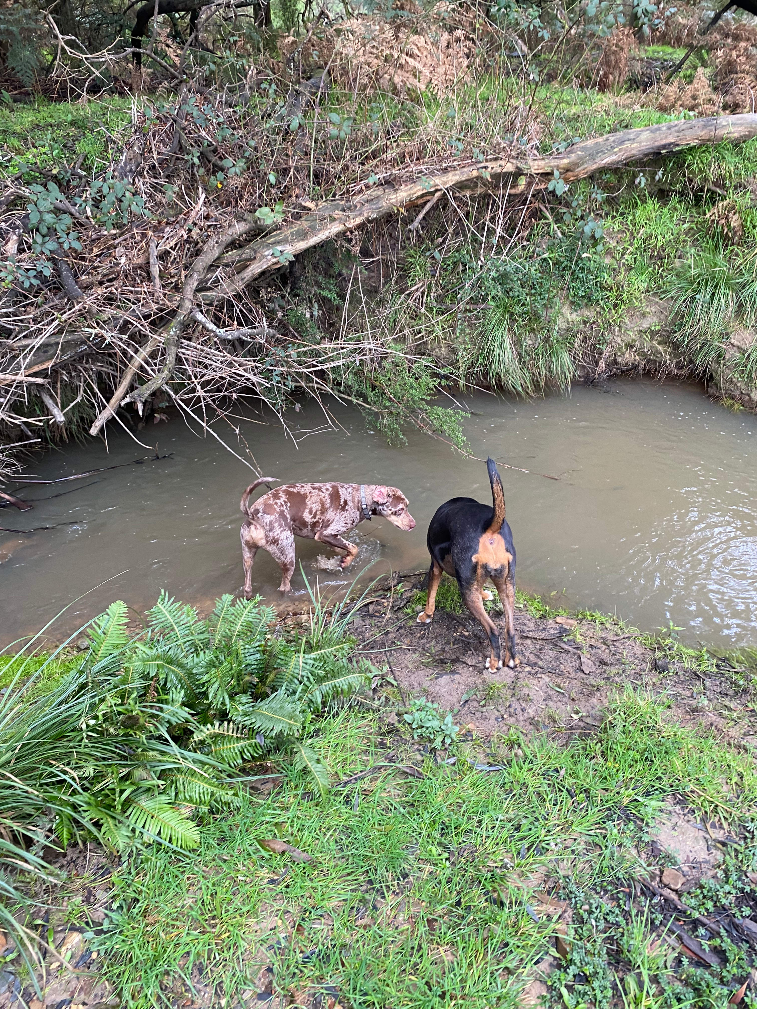Rivers Run