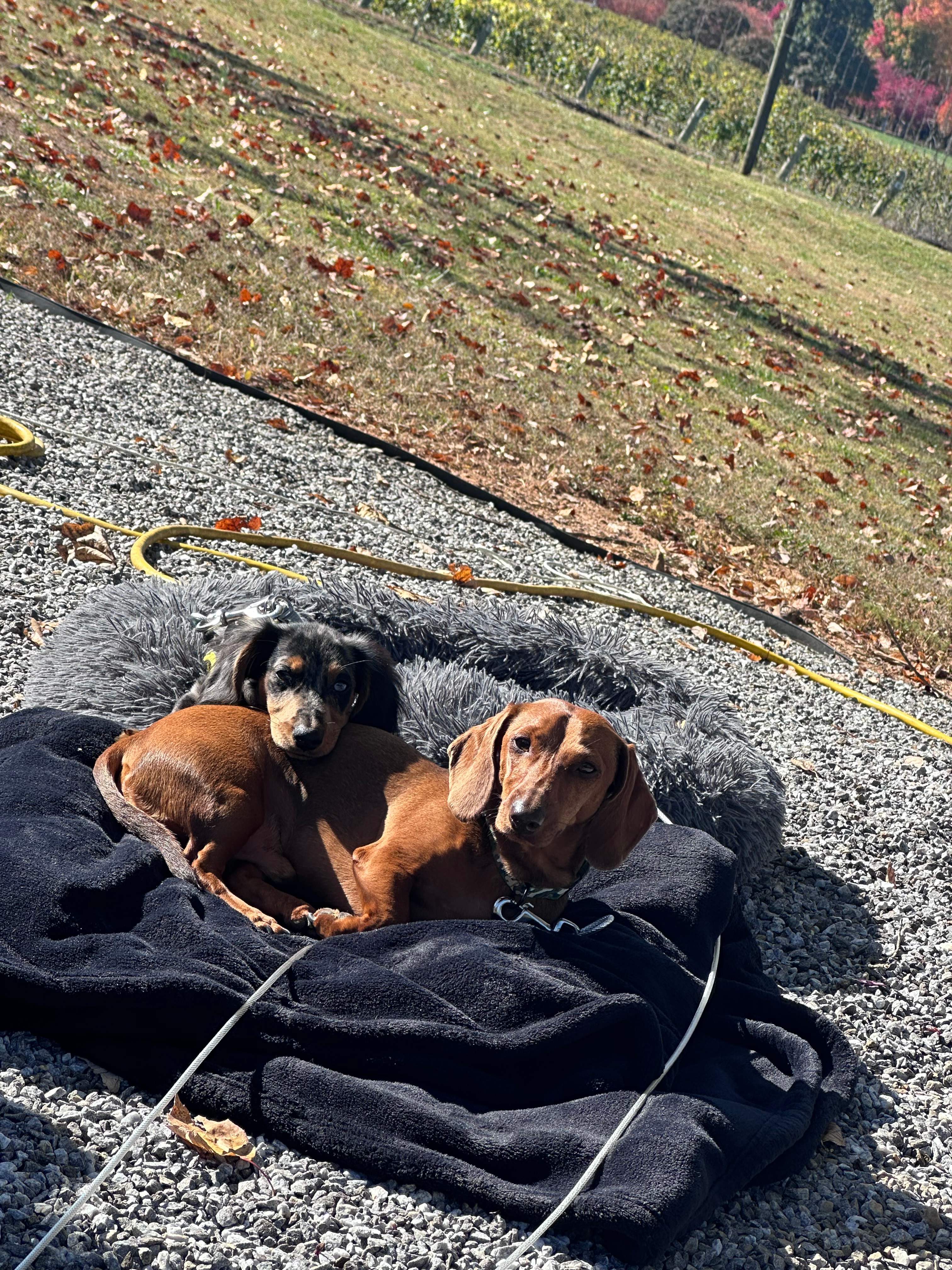 My boys enjoying so sunshine 