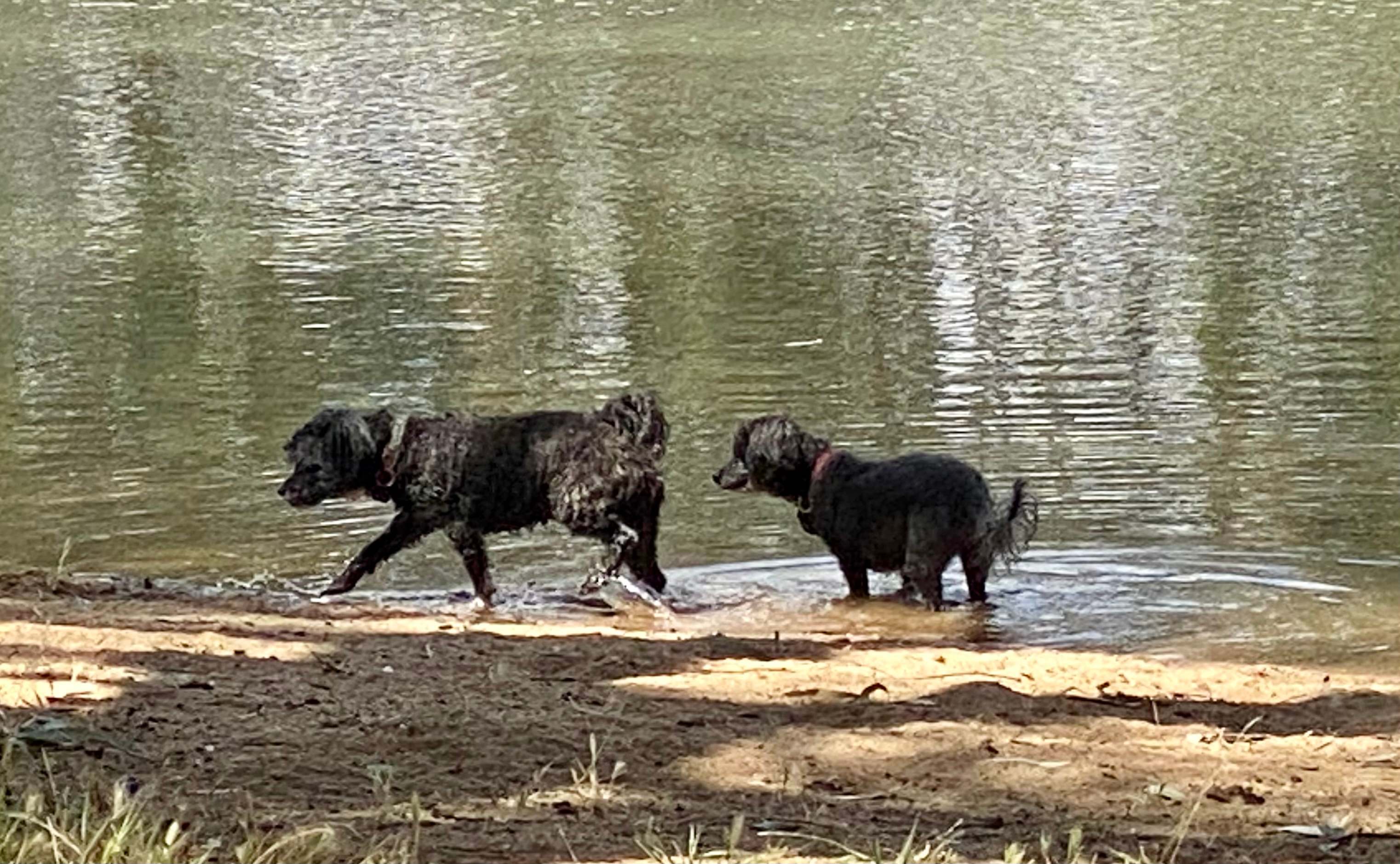 Cudgella on Bundidgerry Creek