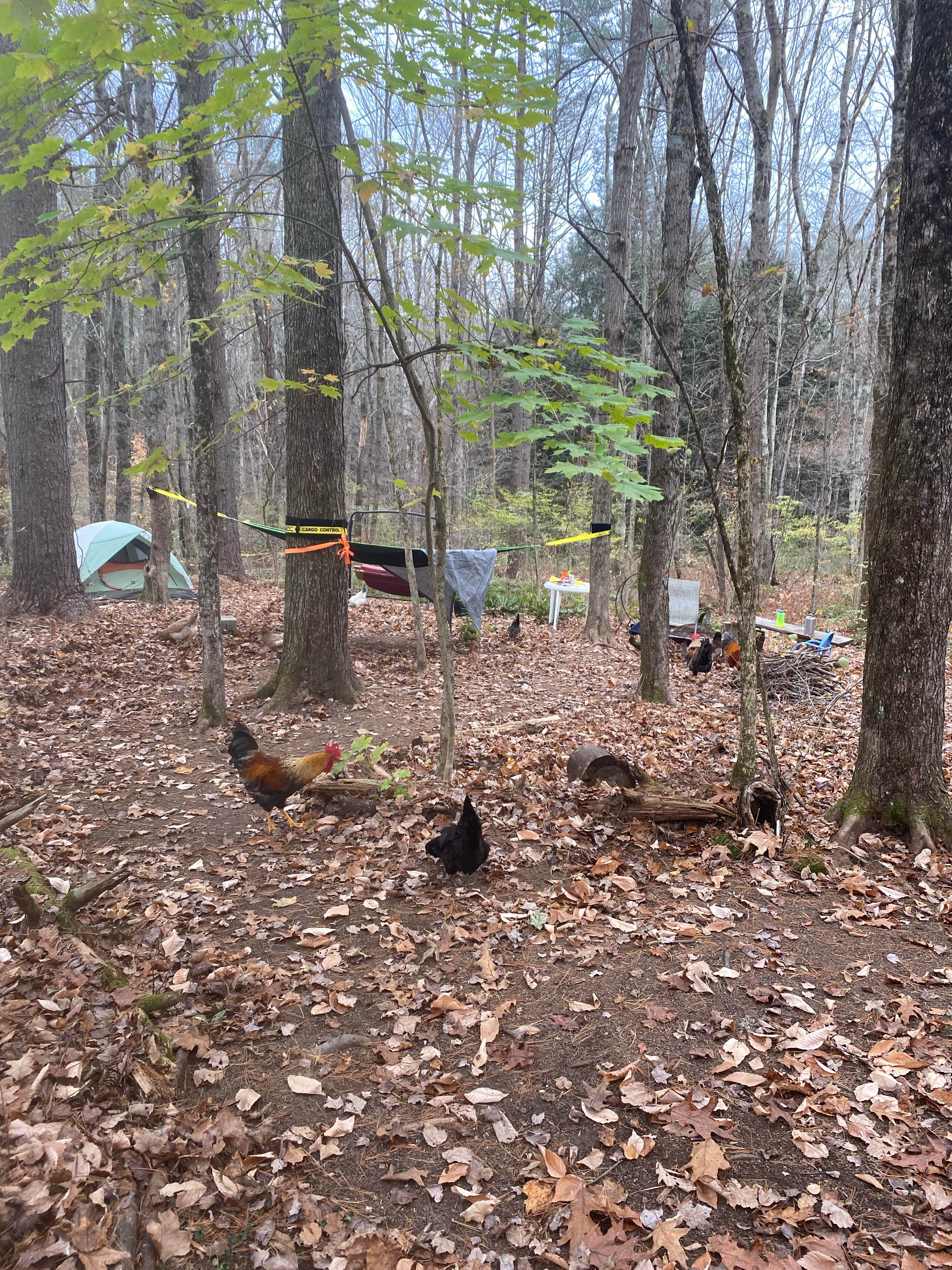 Woodland’s Edge Campsite & Hot Tubs